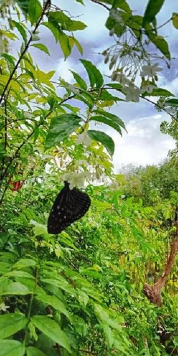 Natural landscape in Najjamee Bungalows