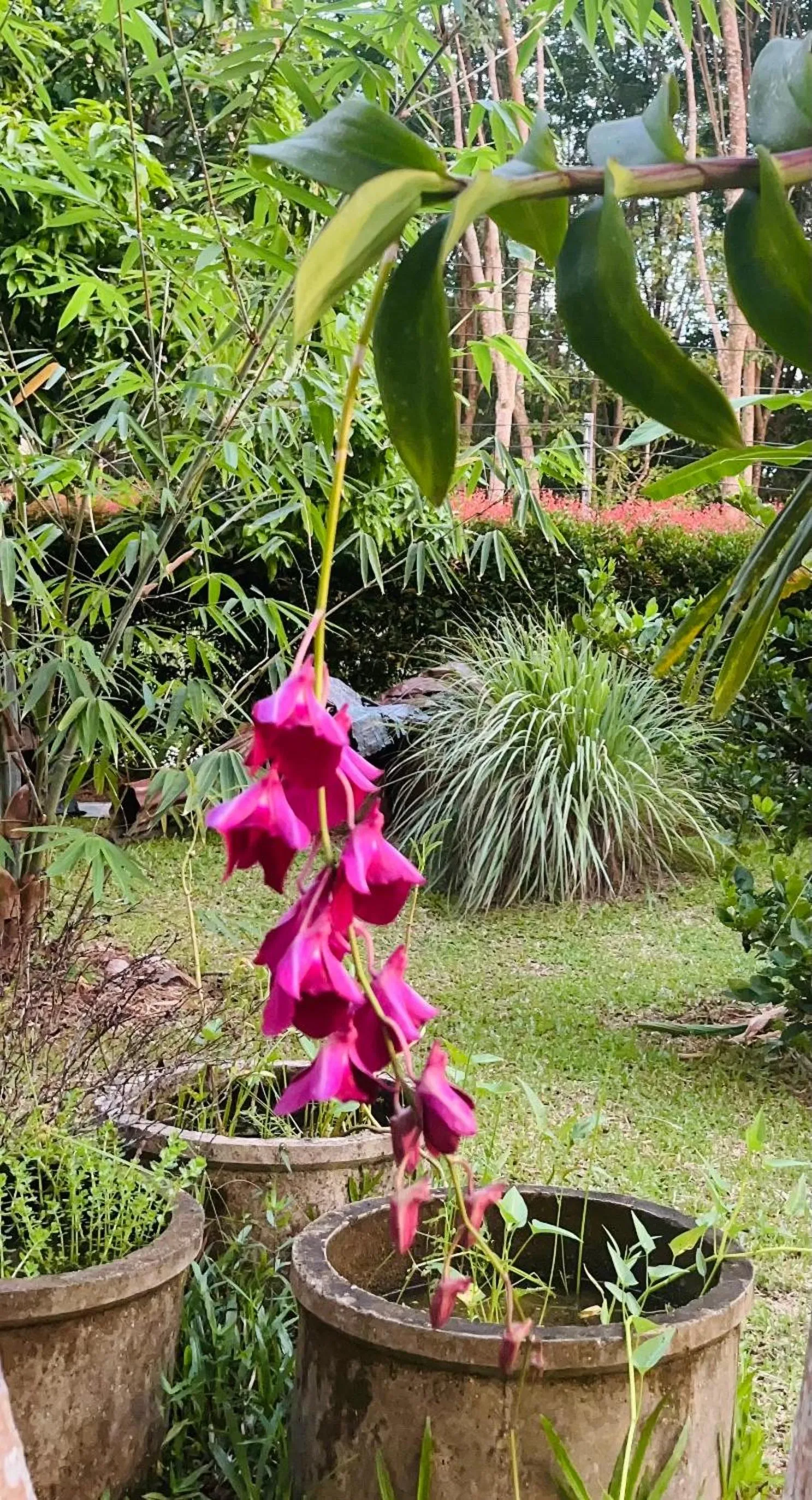 Garden view in Najjamee Bungalows