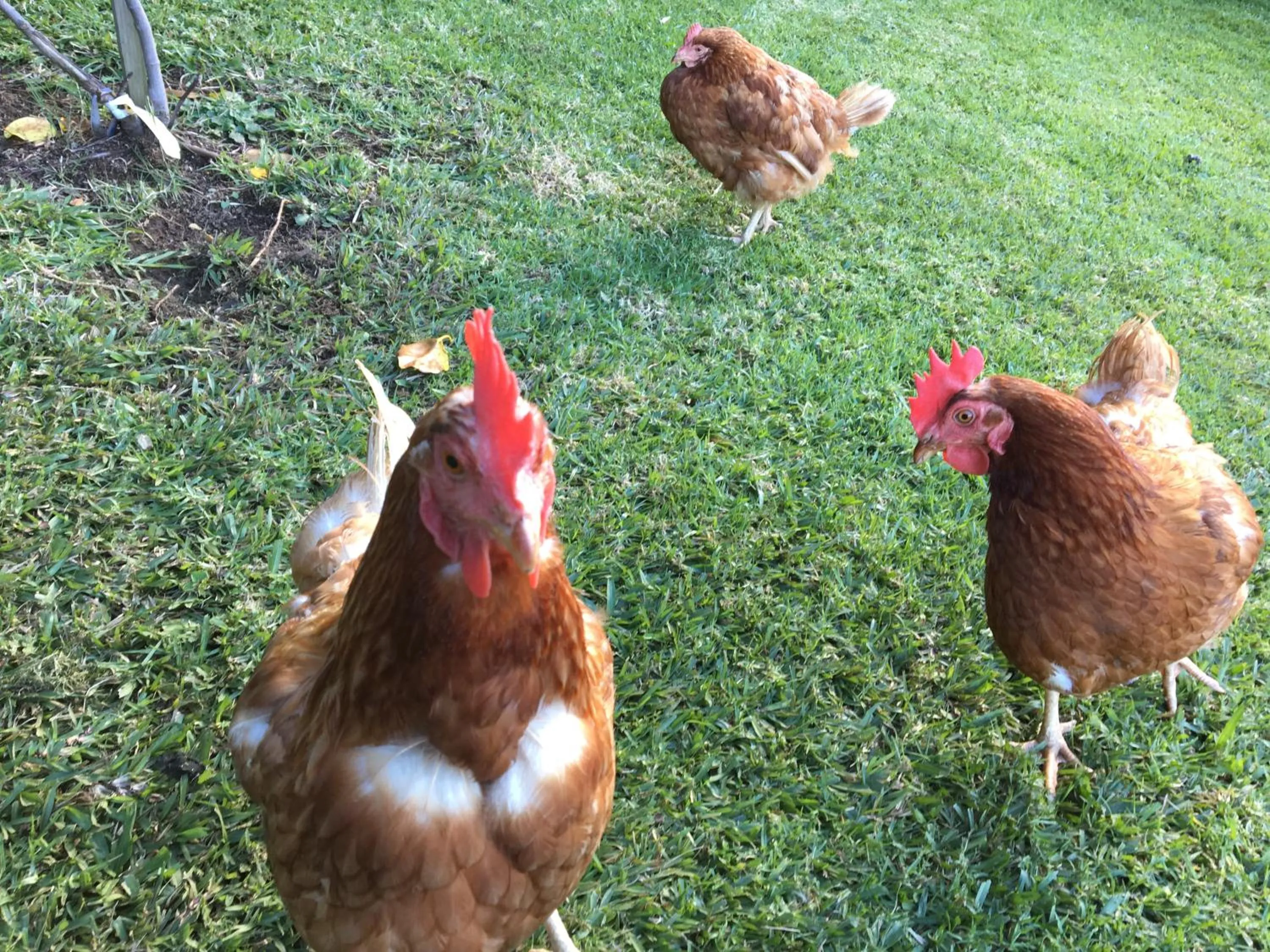 Animals in Beynon&Bolton’s Country Loft Escape