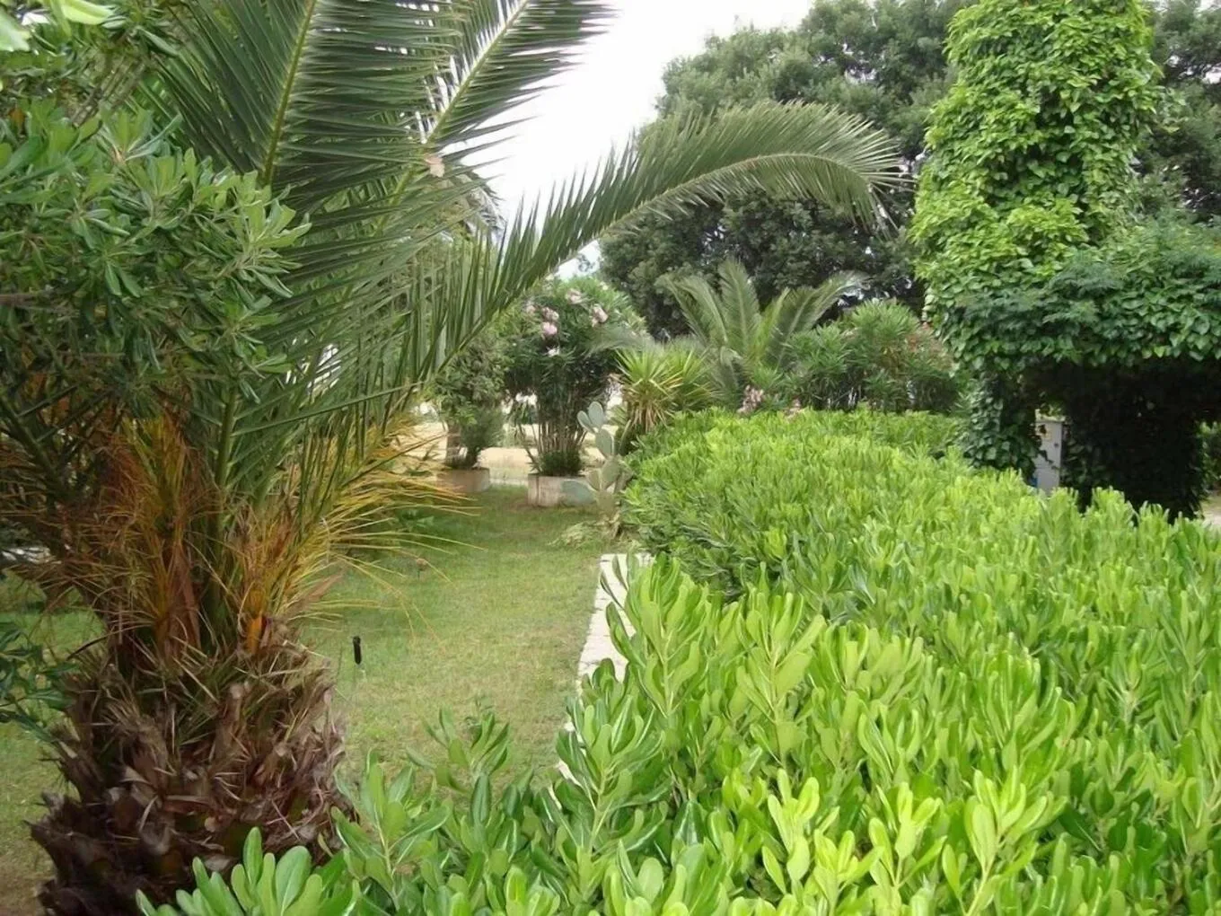 Garden in Hotel Sabatino