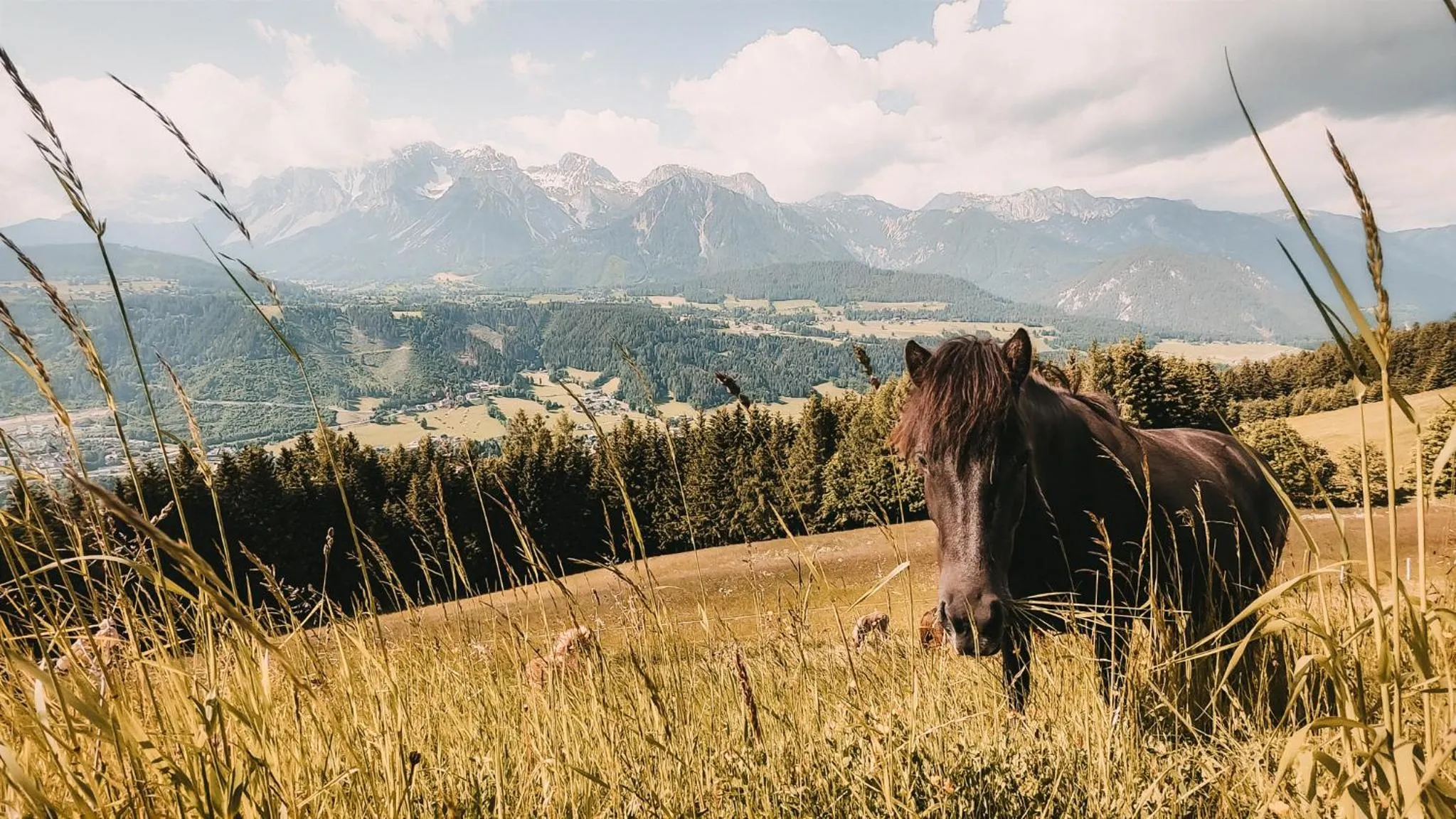 Animals in Posers Bergwelt B&B