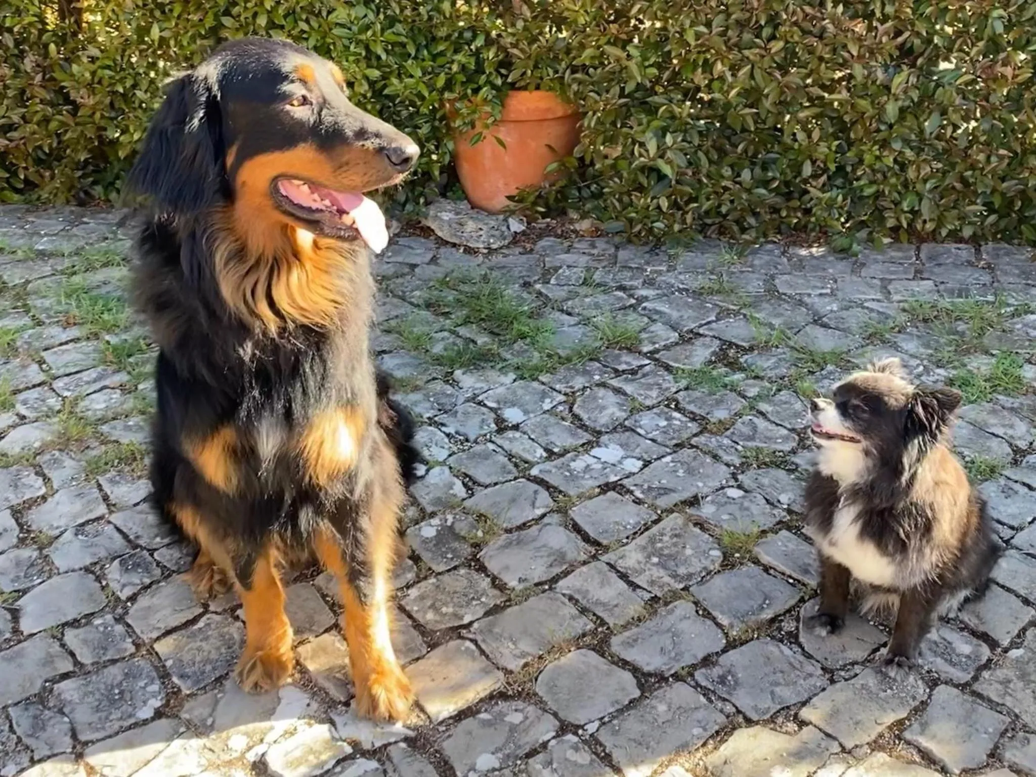 Pets in Vida-Vi, Country House and B&B