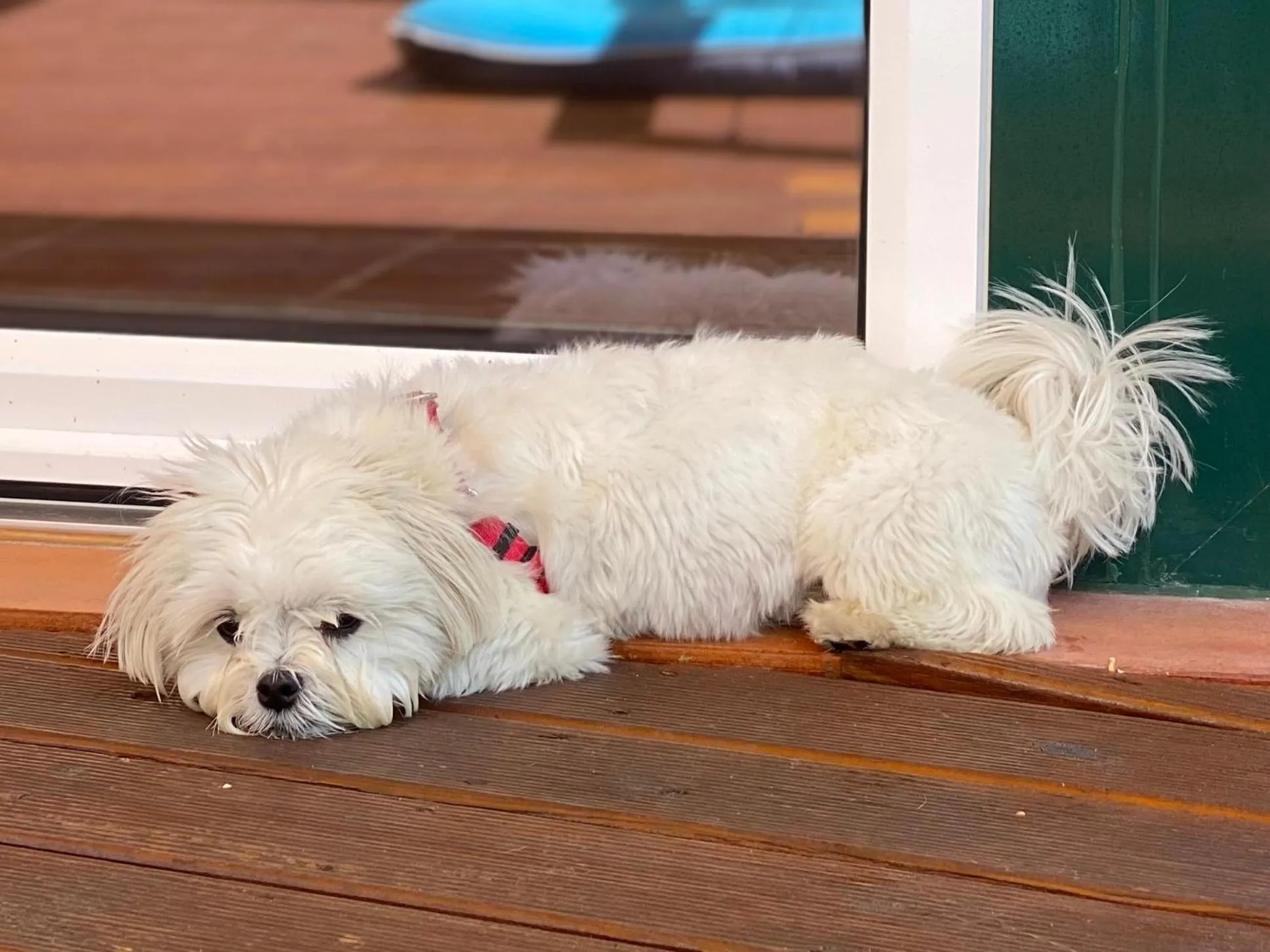 Pets in Vida-Vi, Country House and B&B