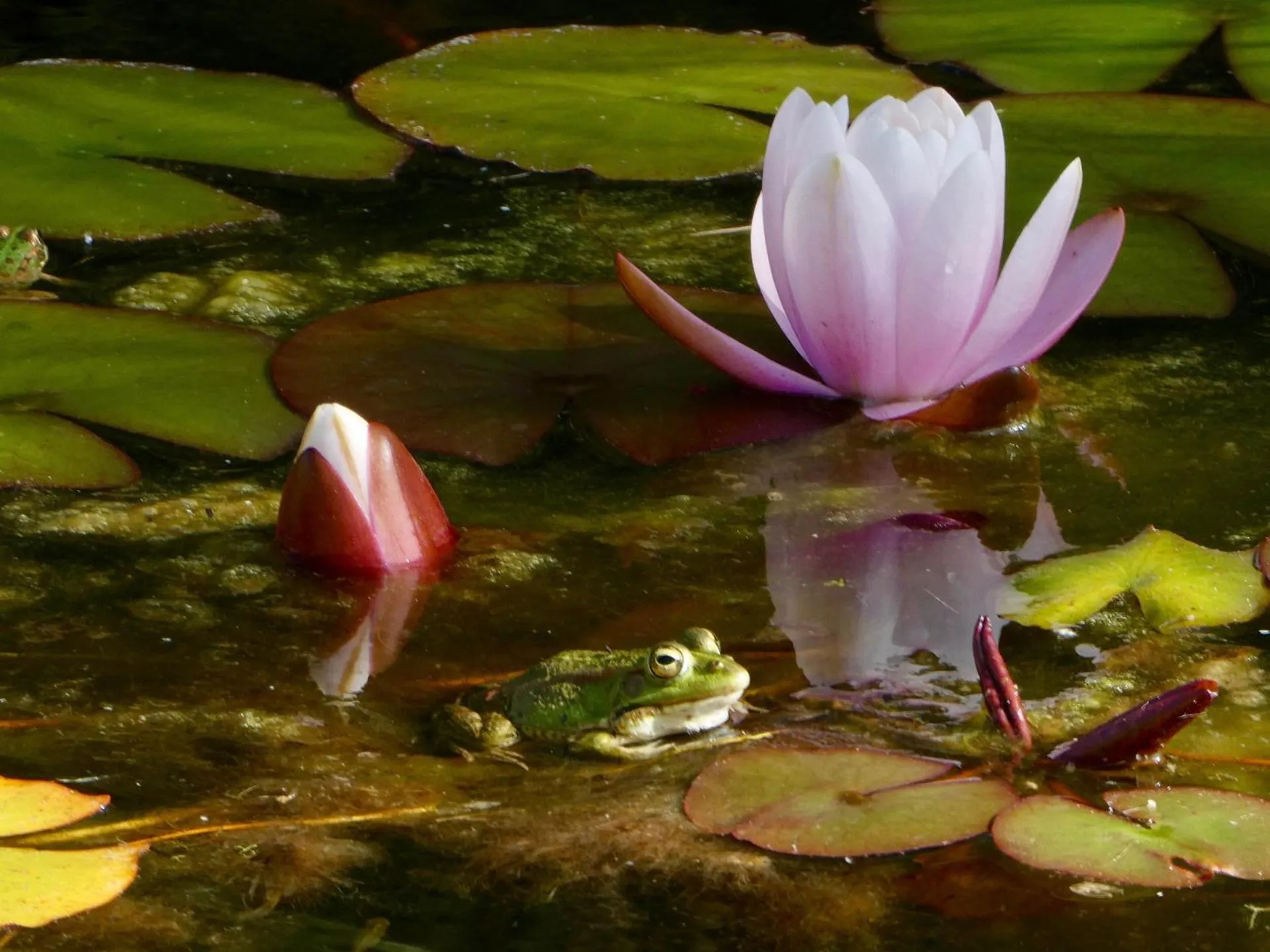 Garden in Vida-Vi, Country House and B&B