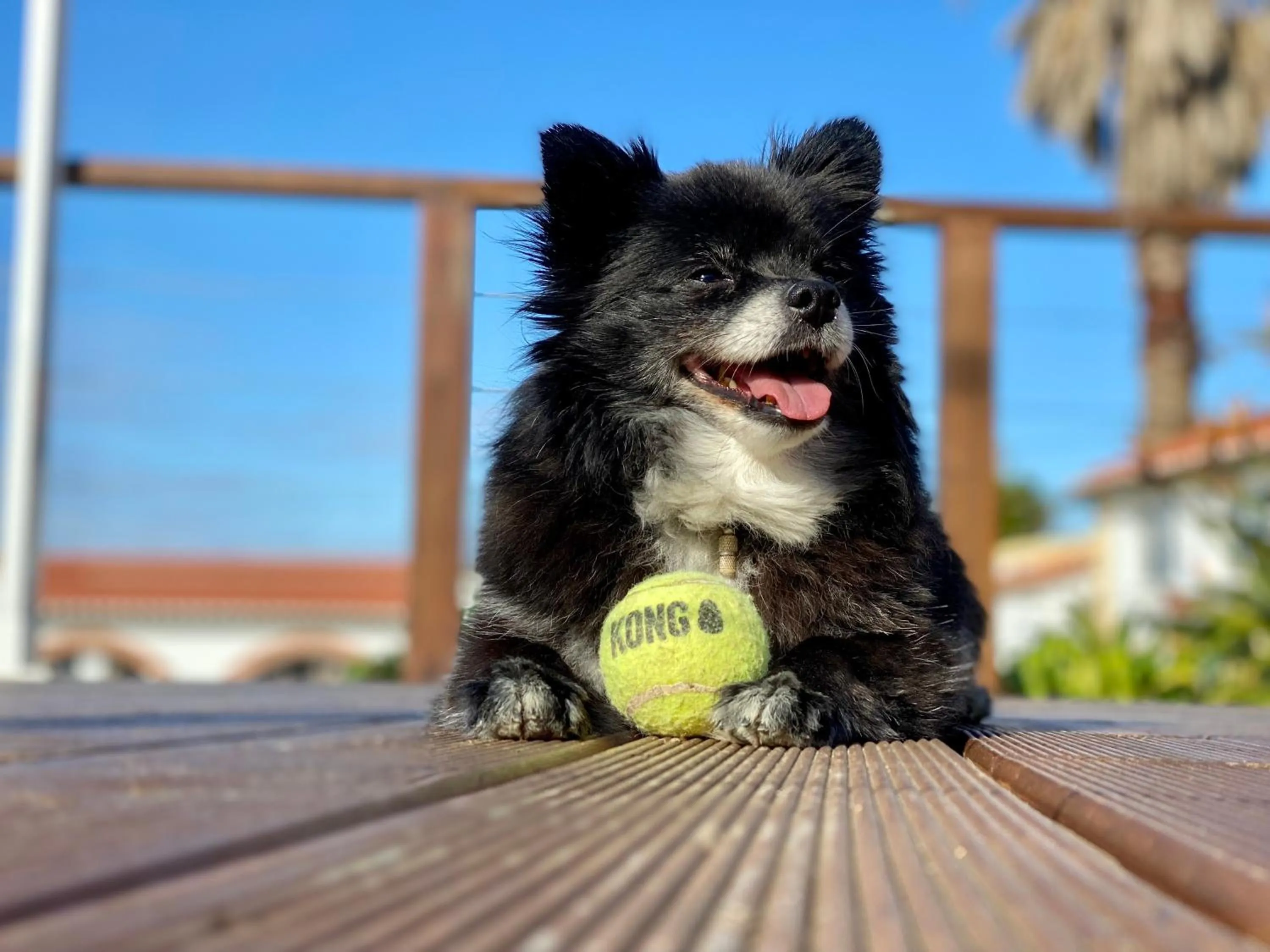 Pets in Vida-Vi, Country House and B&B