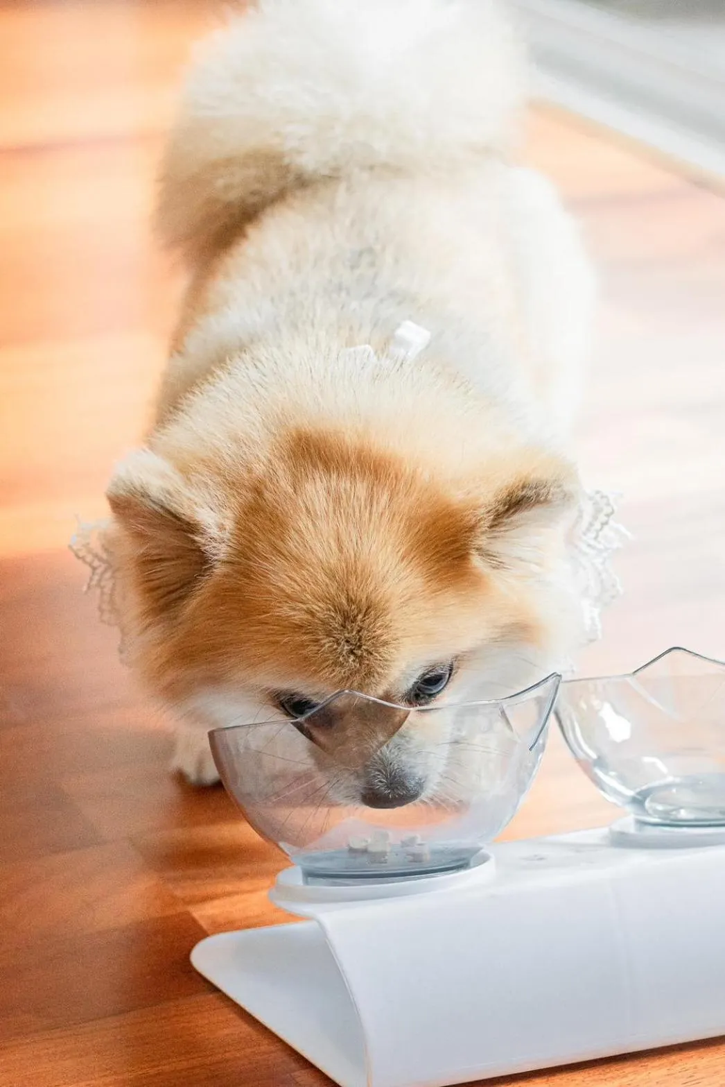 Pets in Khammon Lanna Resort Chiang Mai