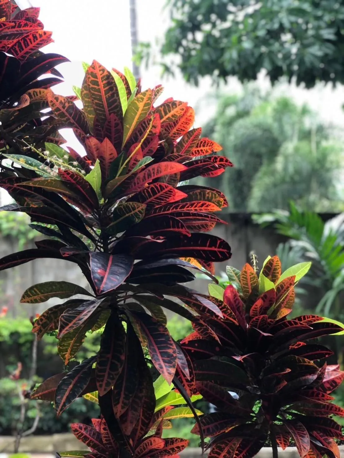 Area and facilities in Khammon Lanna Resort Chiang Mai