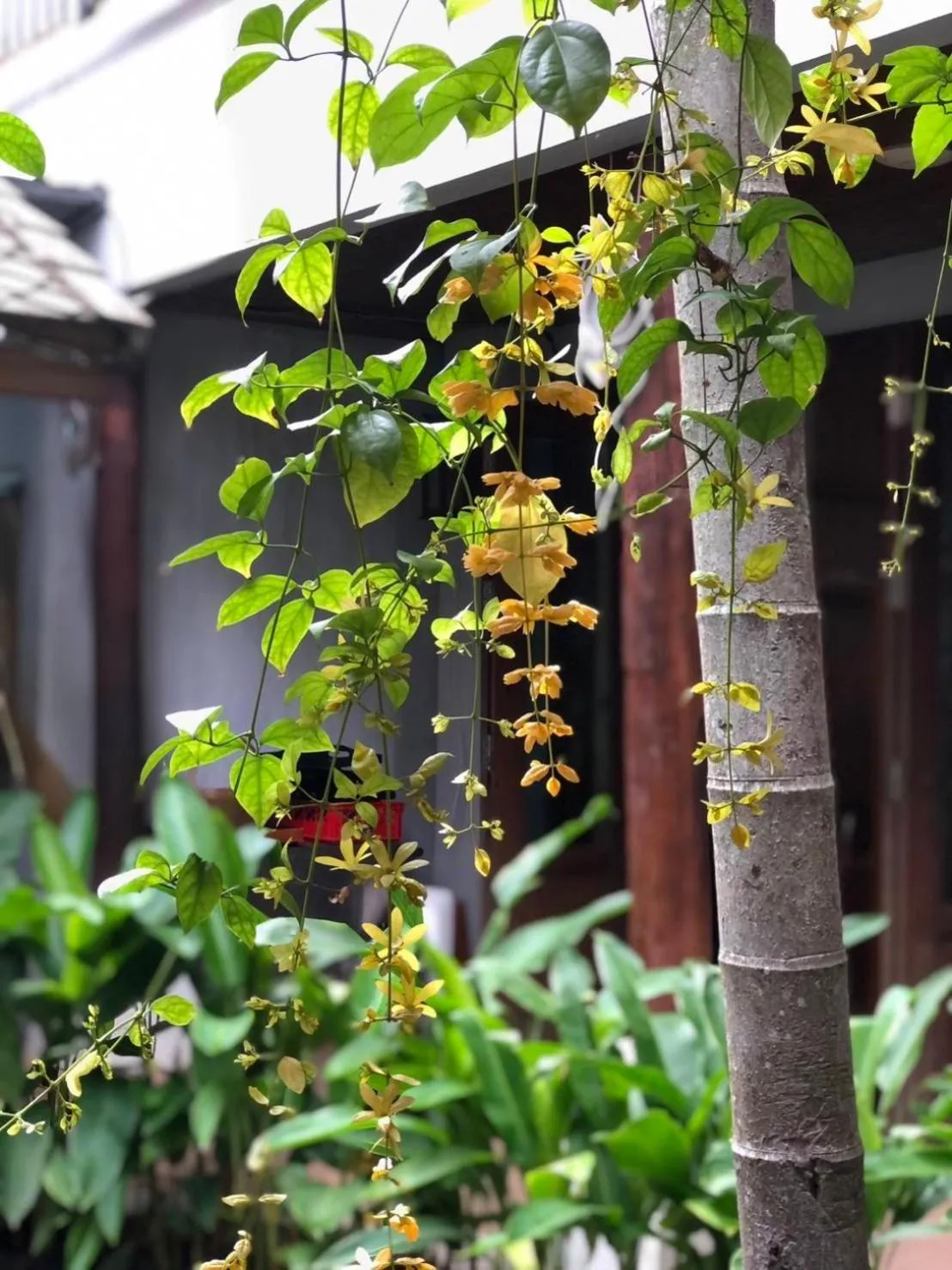 Area and facilities in Khammon Lanna Resort Chiang Mai