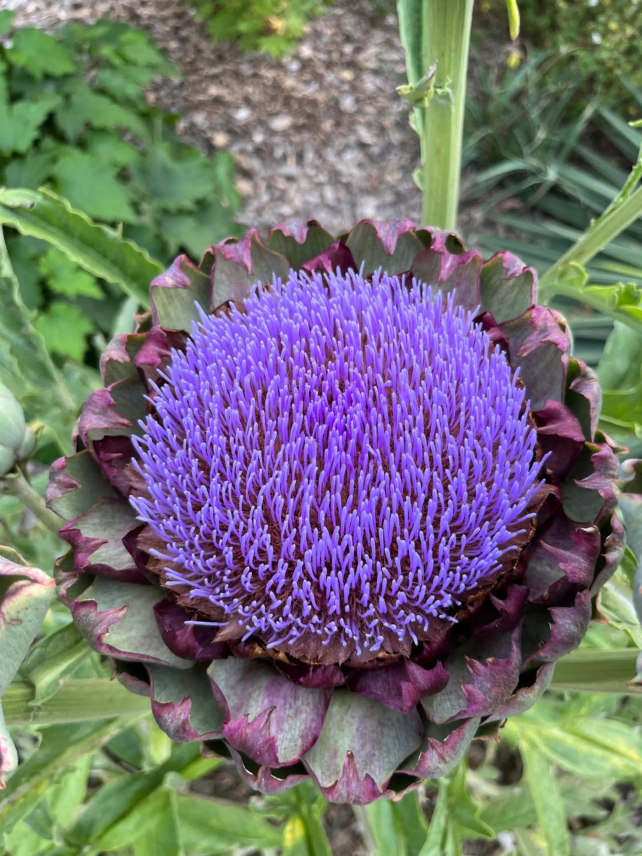 Garden in Hotel Le Branhoc - Brit Hotel Auray