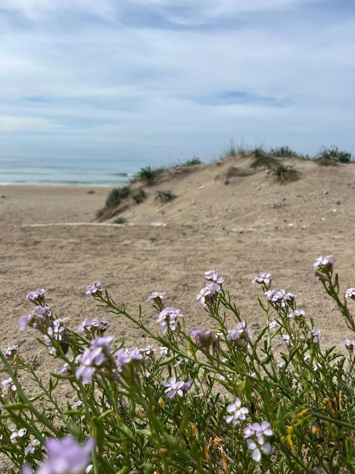 Le Finestre Su Porta Carrese - Luxury Rooms