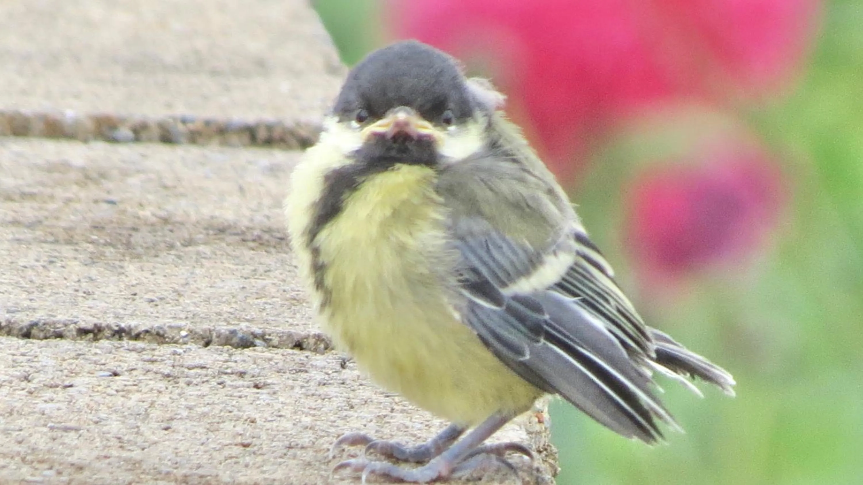 Spring in Marehay Hall Farm