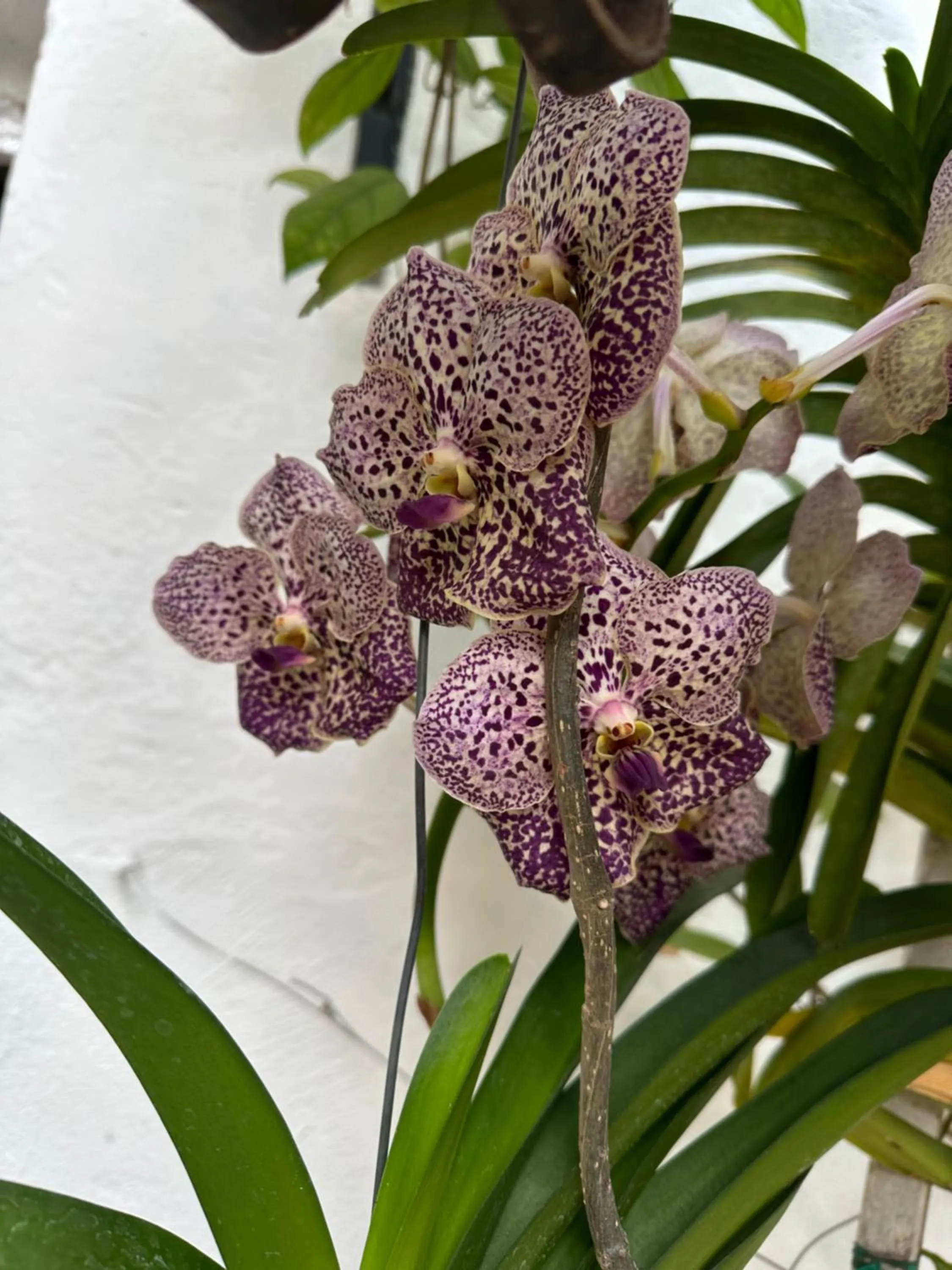 Casa Romance Escondido