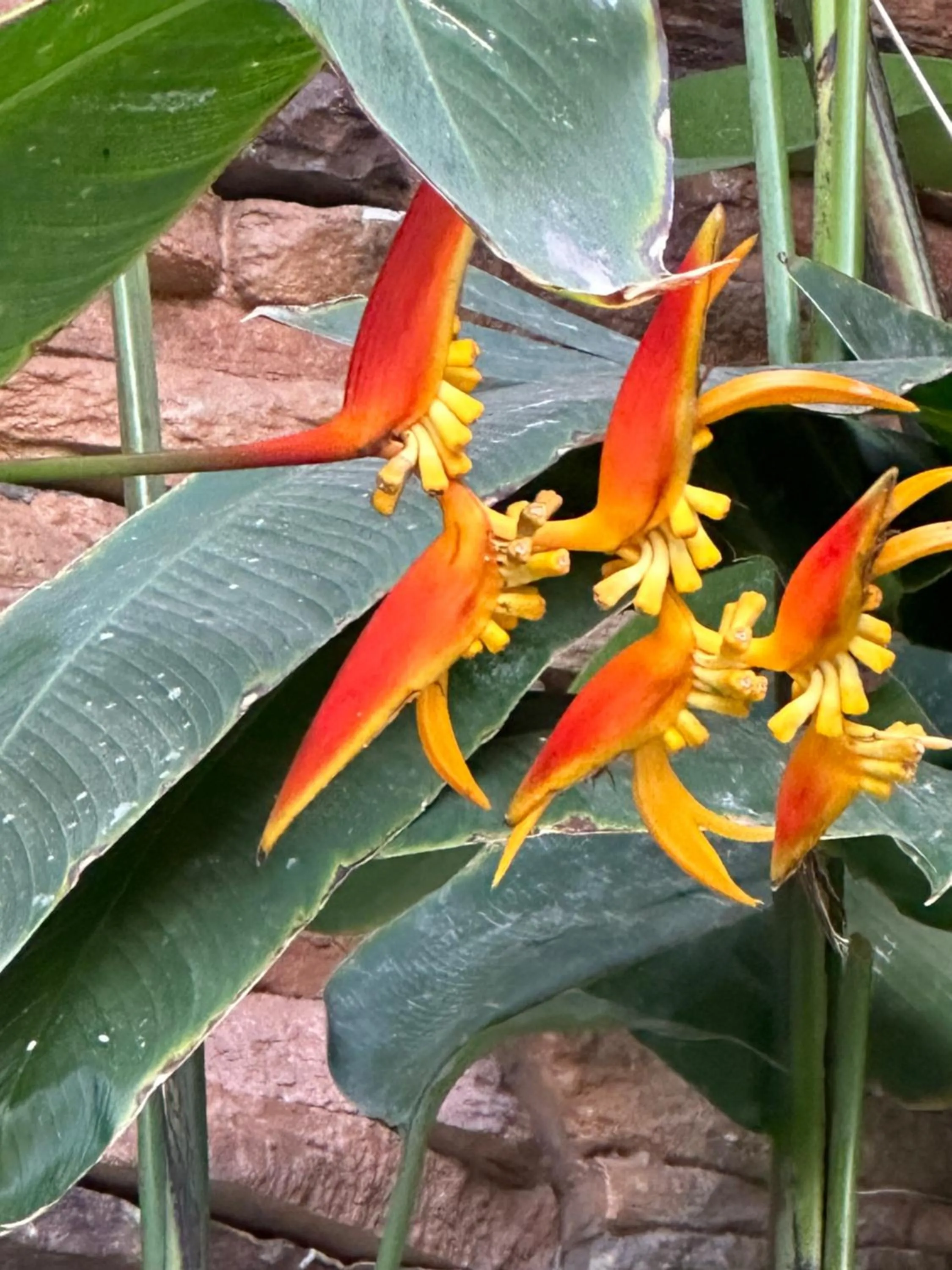 Casa Romance Escondido