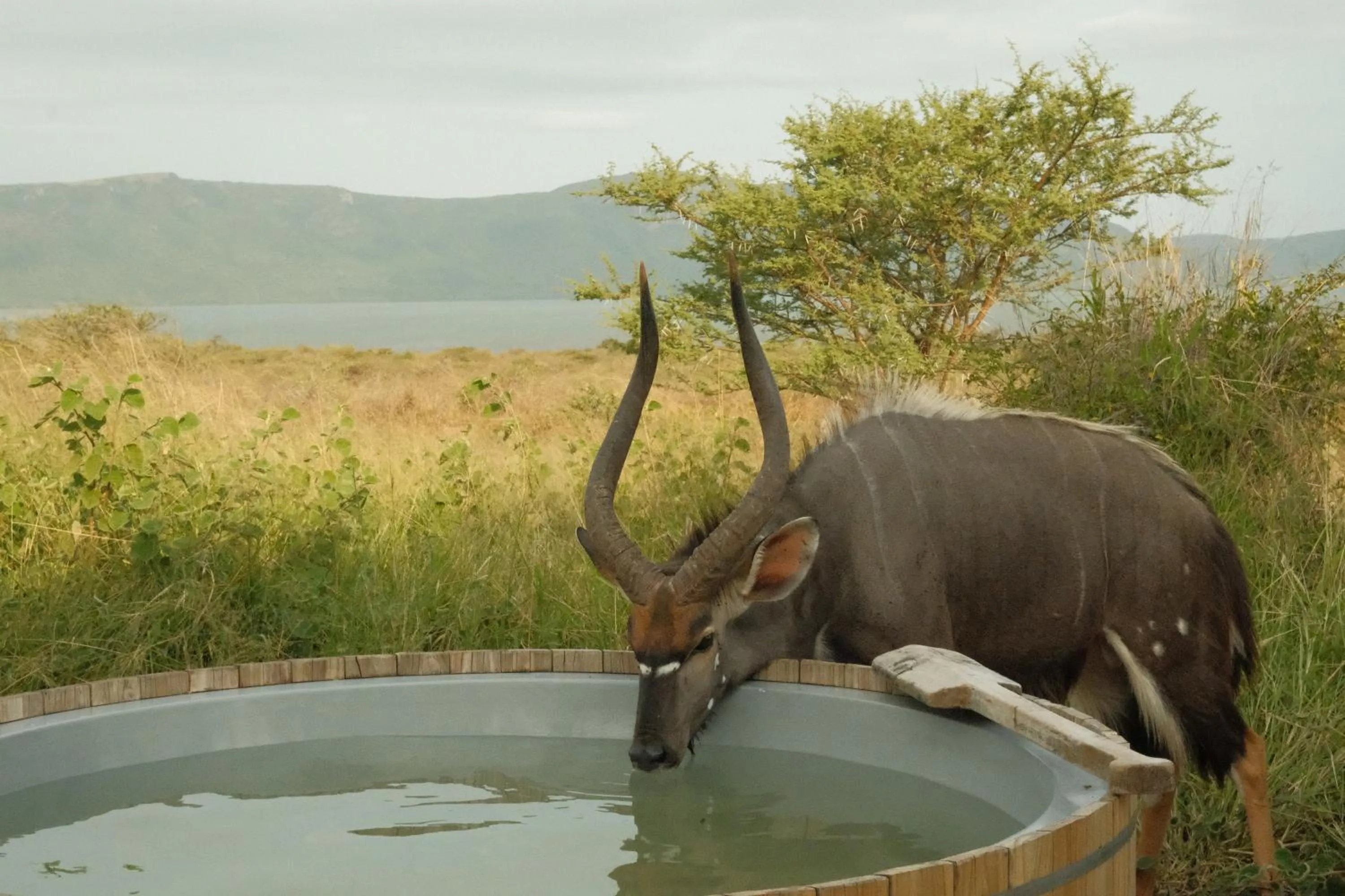 Activities in AfriCamps at White Elephant Safaris