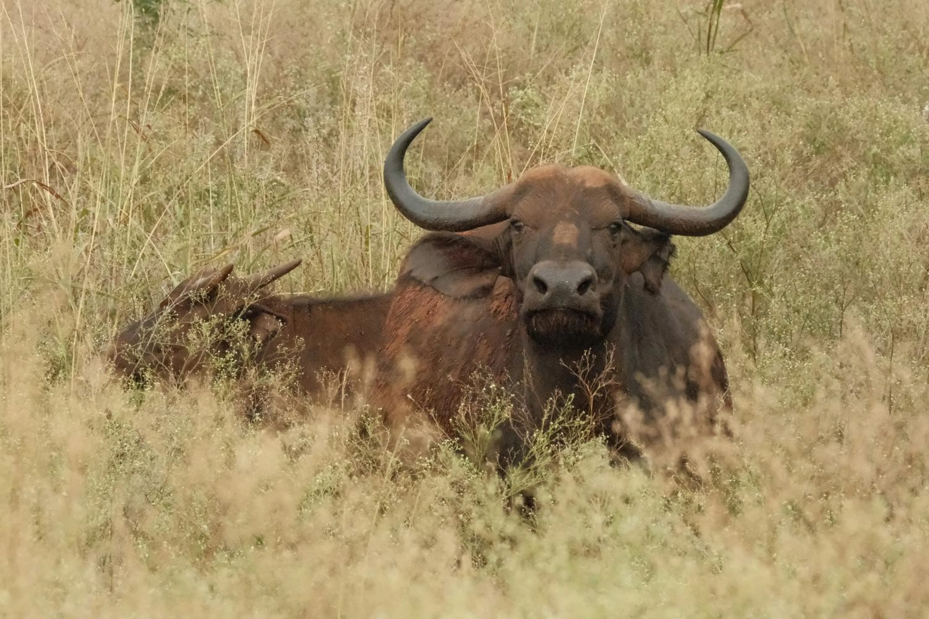 AfriCamps at White Elephant Safaris