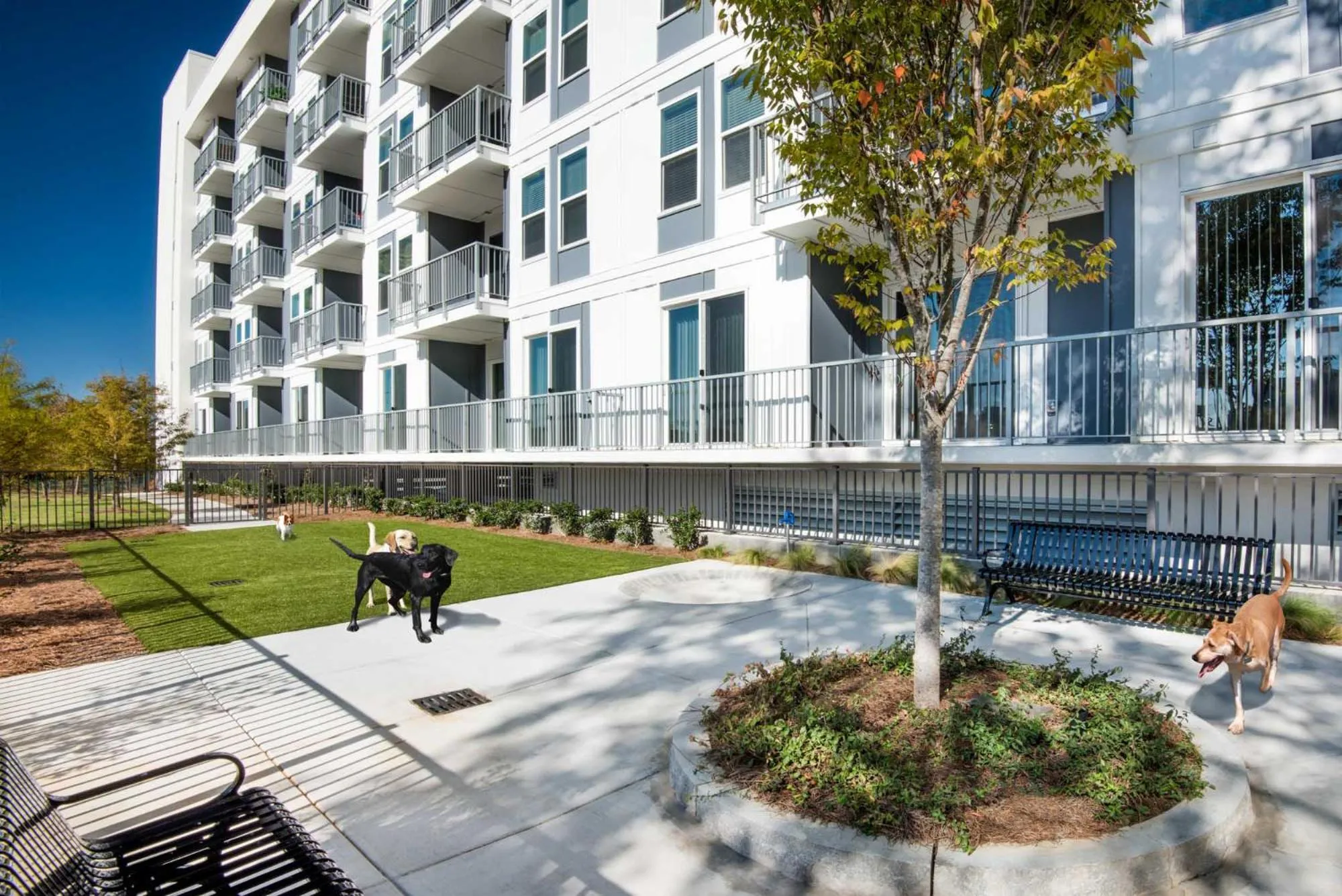 Pets in Spectacular Apartments by BCA Furnished Apartments