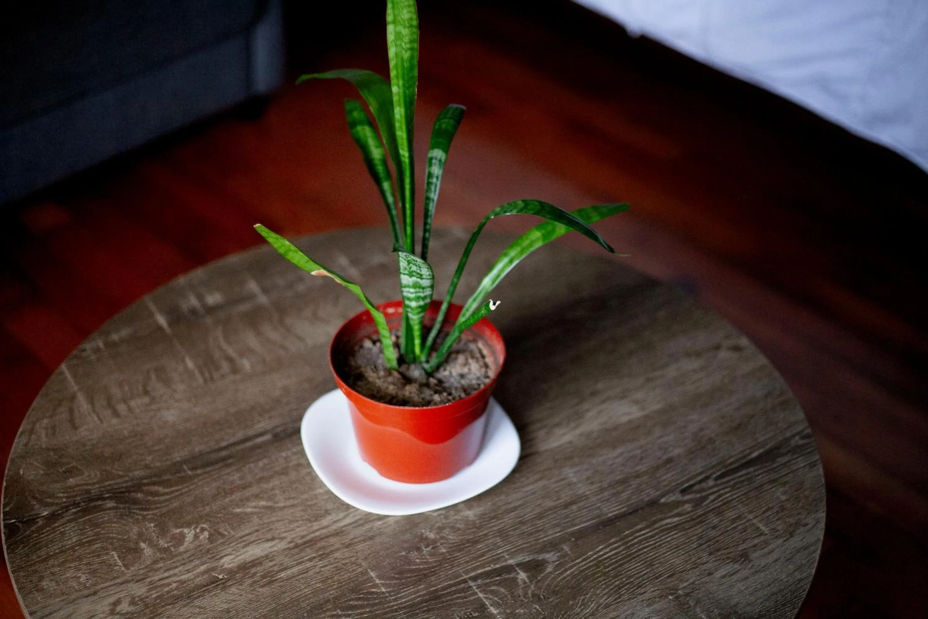 Communal lounge/ TV room in Coyote Lofts-Estacion Federal