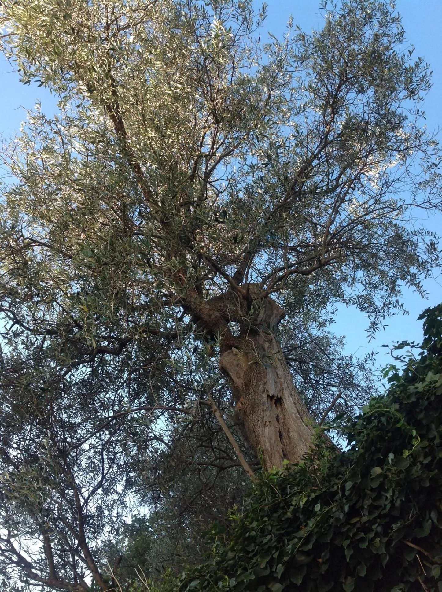 Natural landscape in B&B Lacrêma