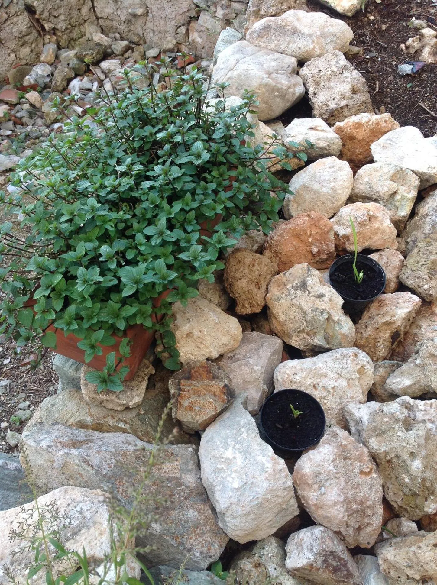 Garden in B&B Lacrêma