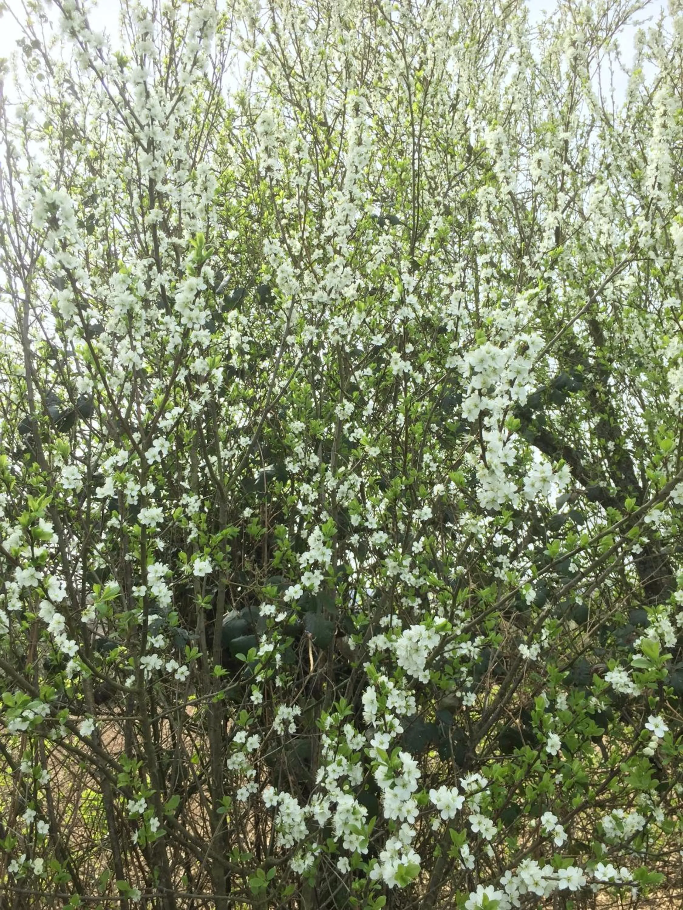 Garden in La Blanche Roche