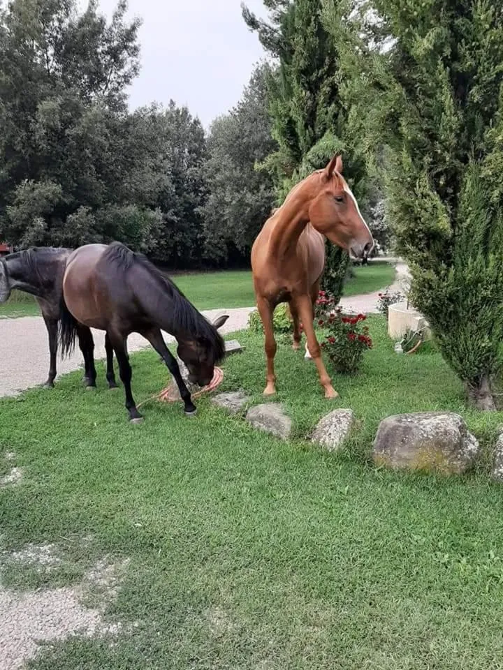 Agriturismo Frantoio Valiani