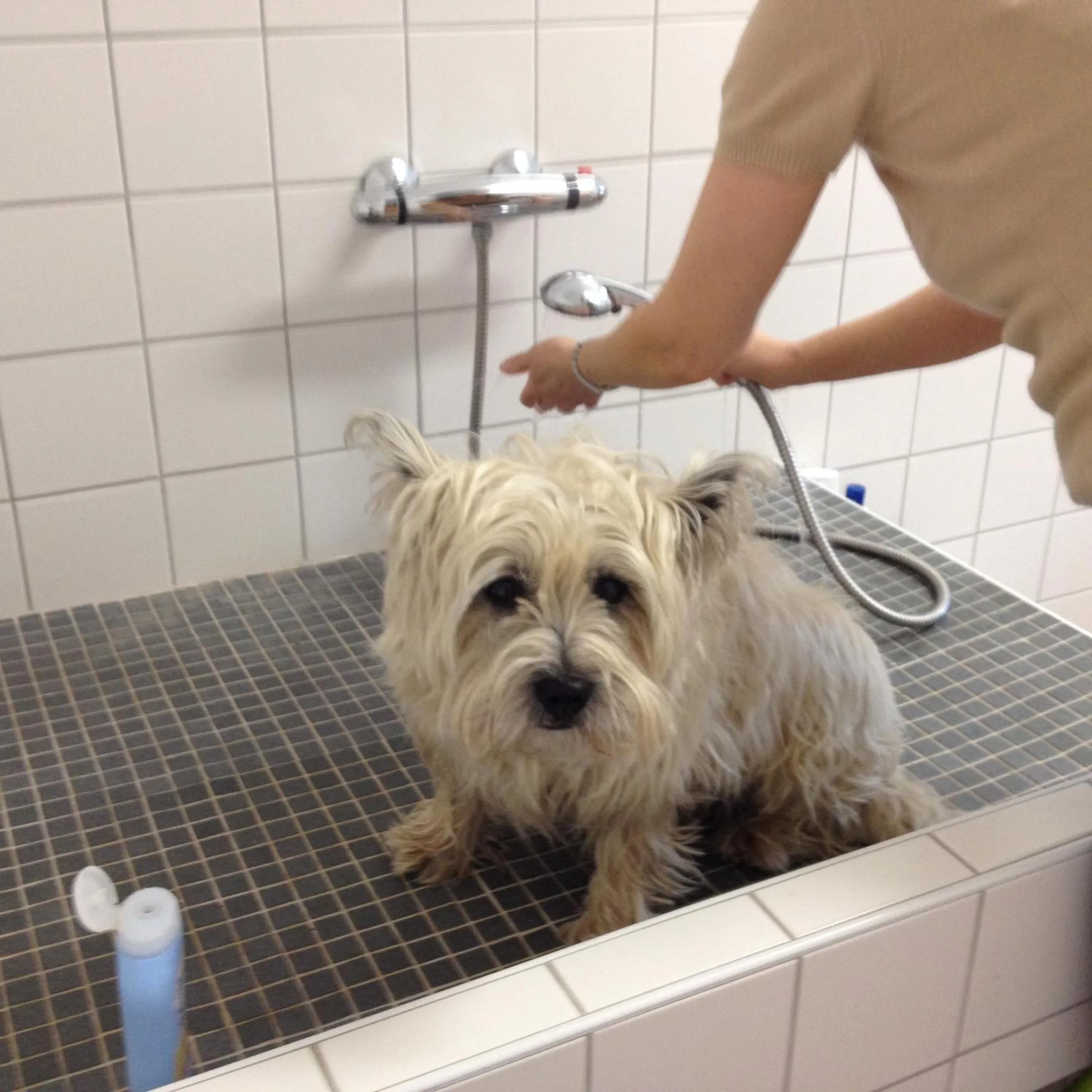 Pets in To`n Schlagboom