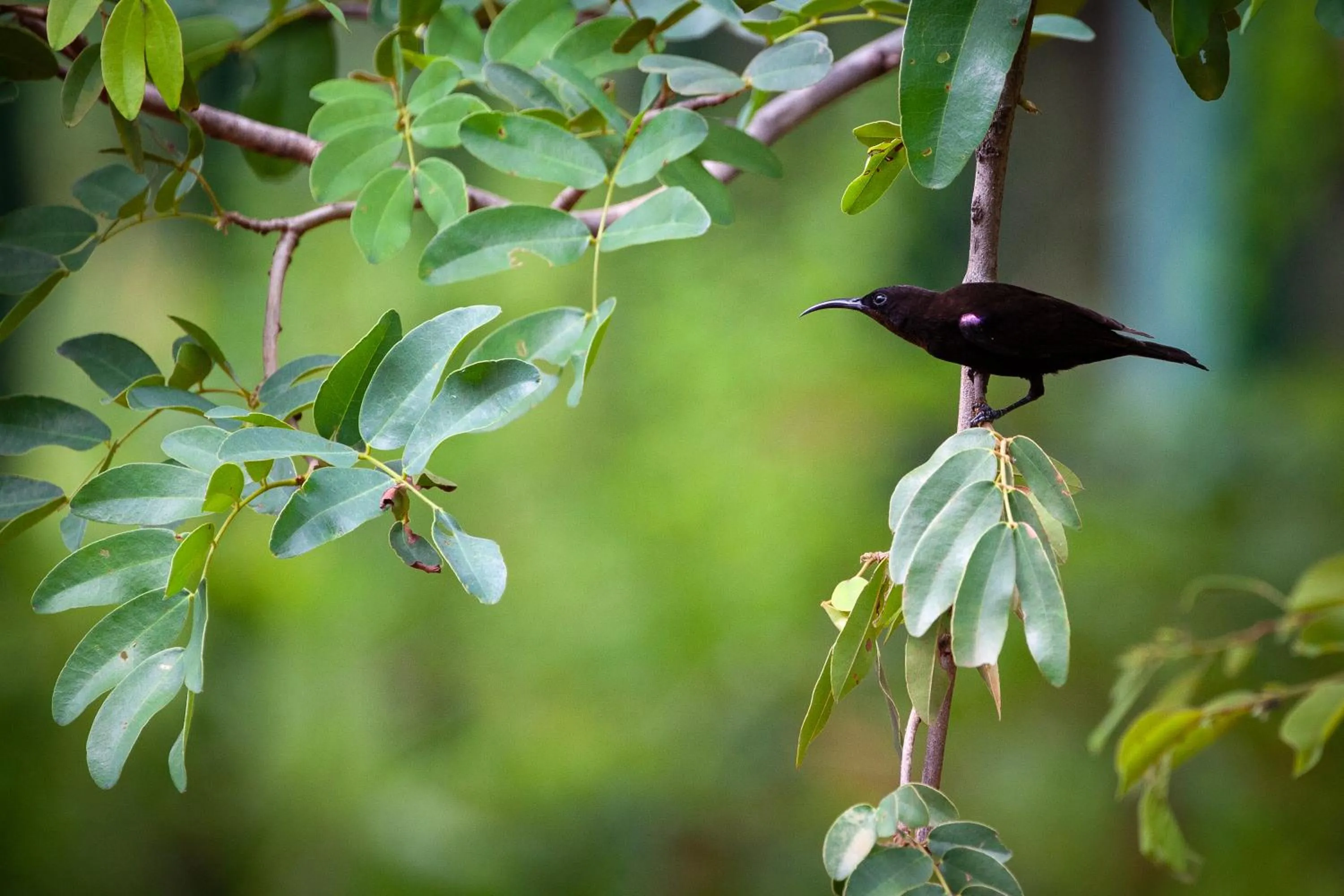 Animals in Mbano Manor Hotel Victoria Falls