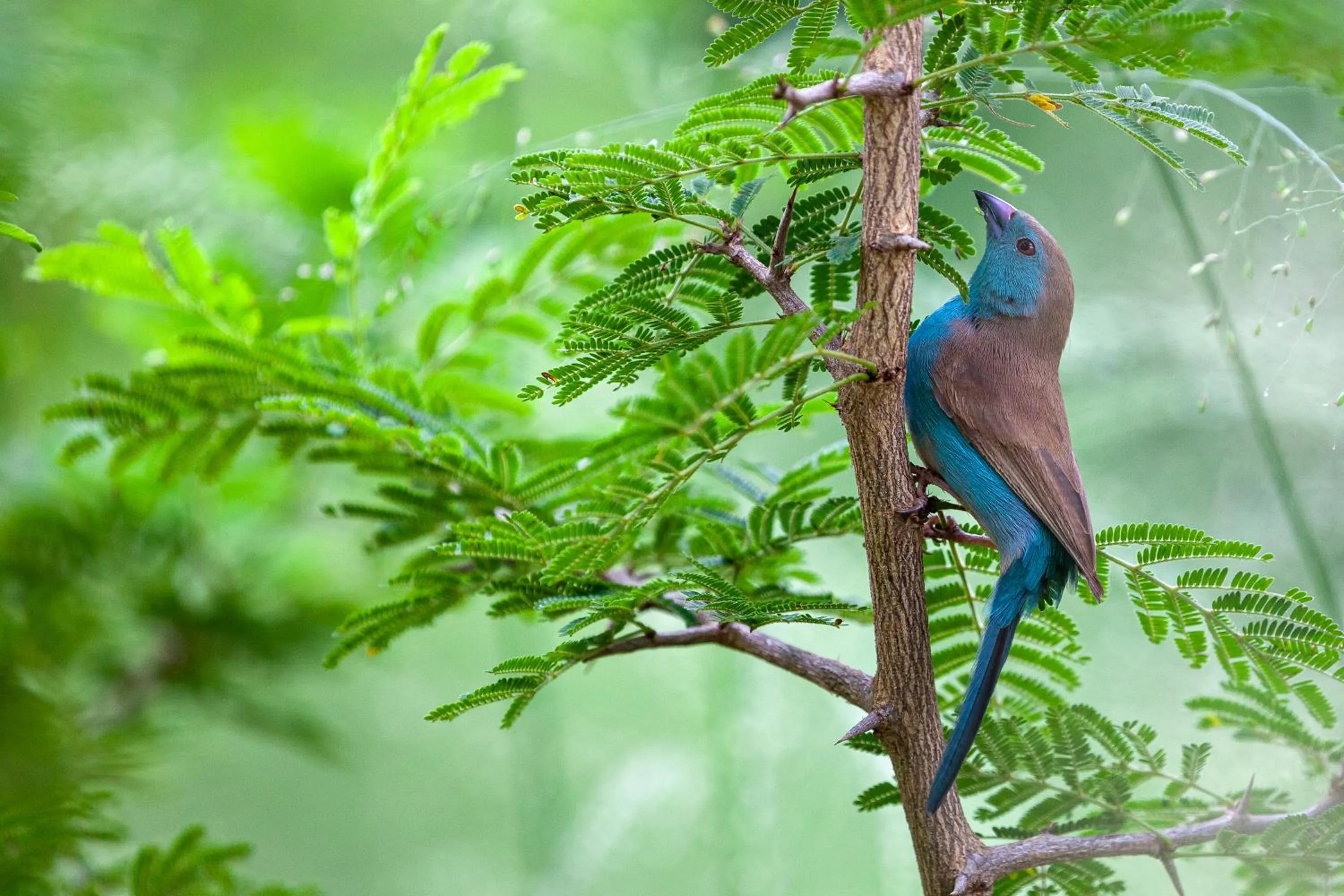 Animals in Mbano Manor Hotel Victoria Falls