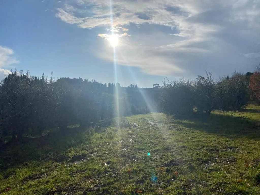 Other in Campora House