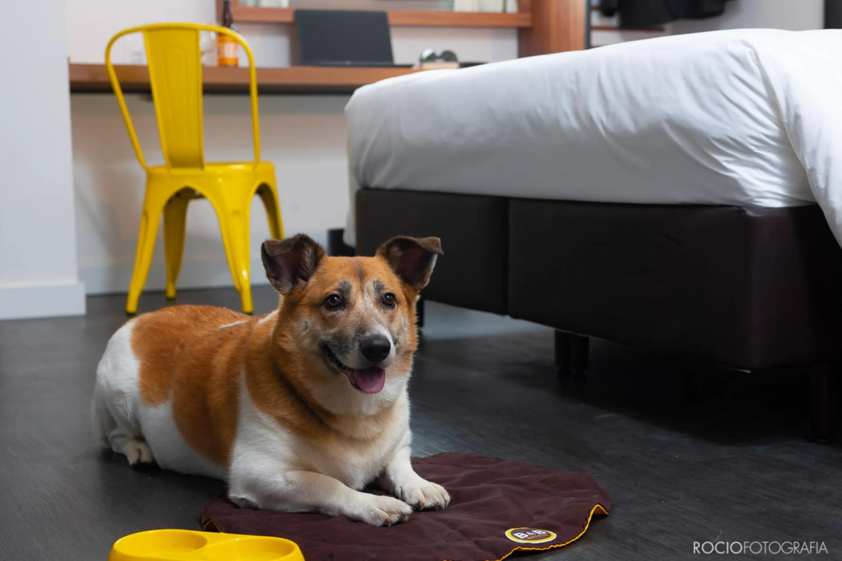 Pets in B&B HOTEL São Paulo Luz - Centro