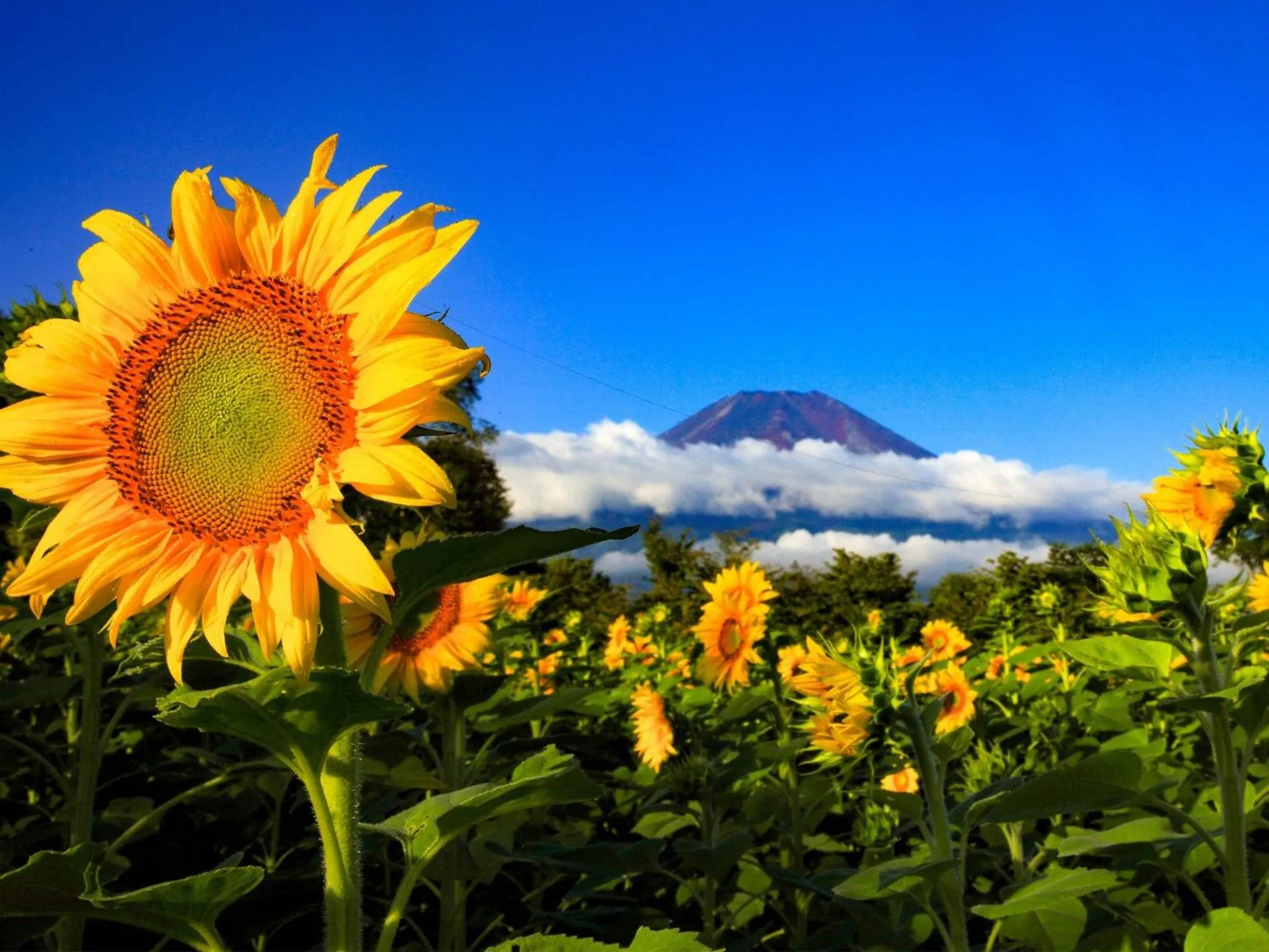 Minamitsuru-gun - Hotel / Vacation STAY 45545