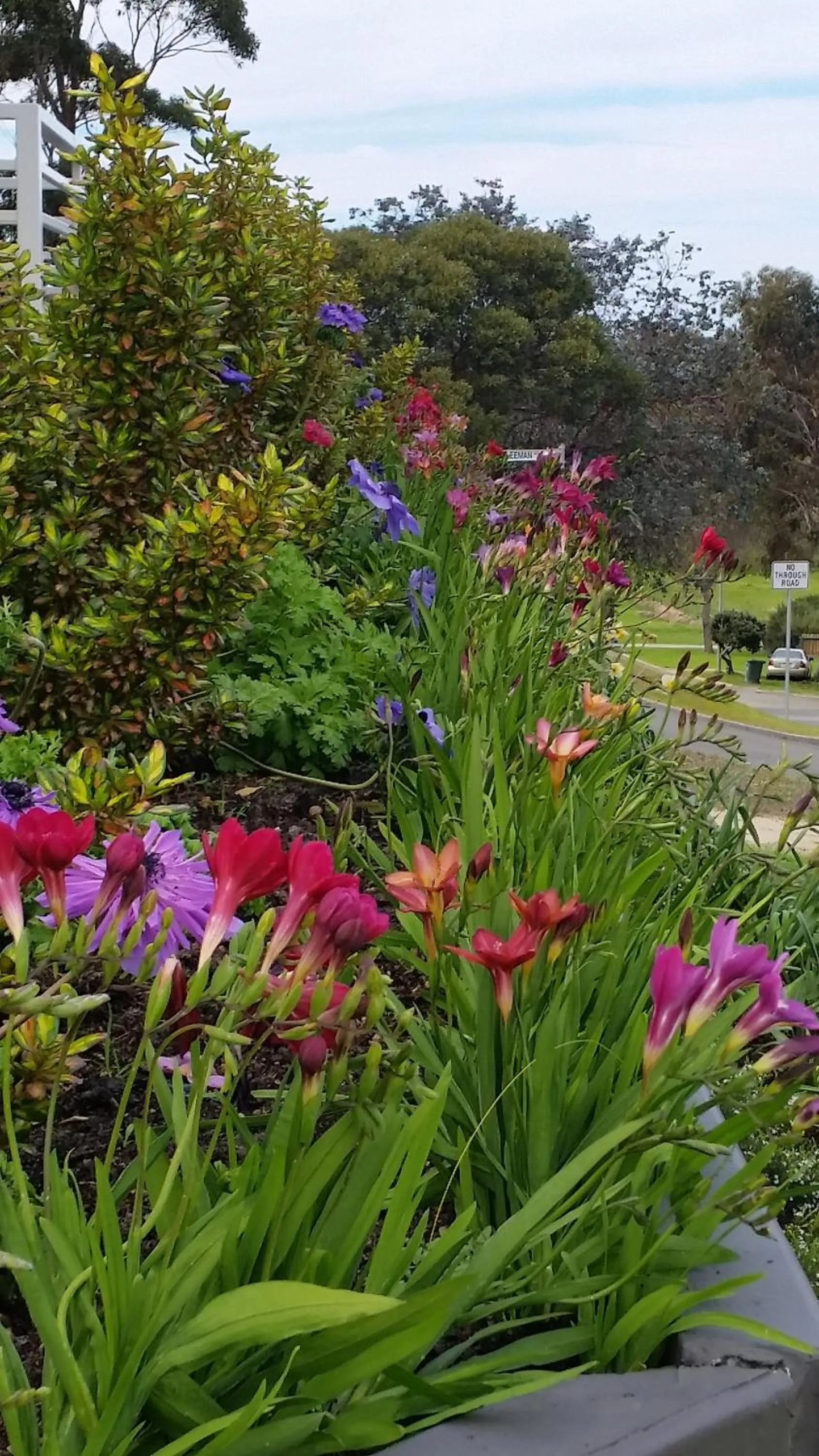 Garden in C'est La Vie Bed & Breakfast