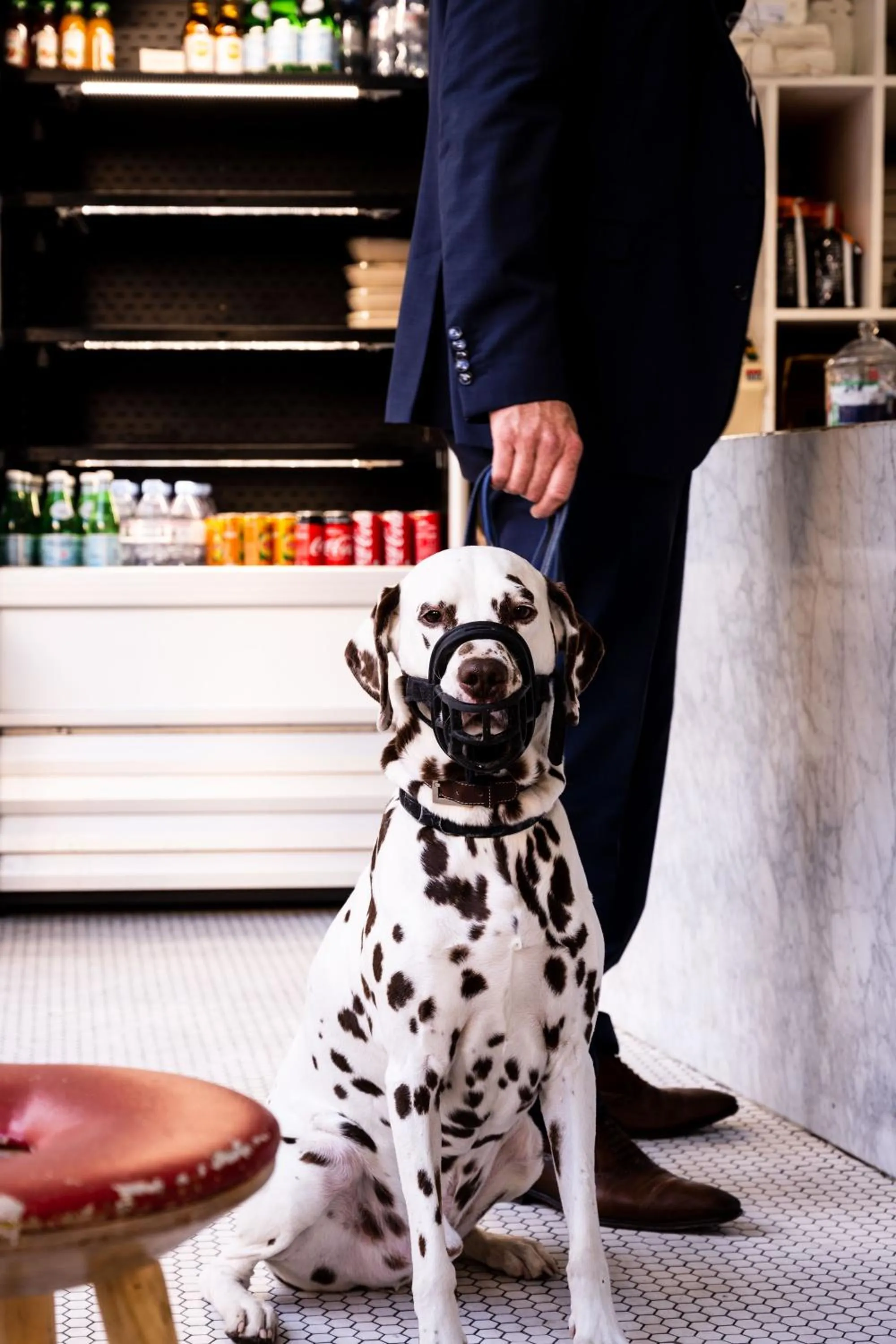 pet friendly in Le Grand Quartier