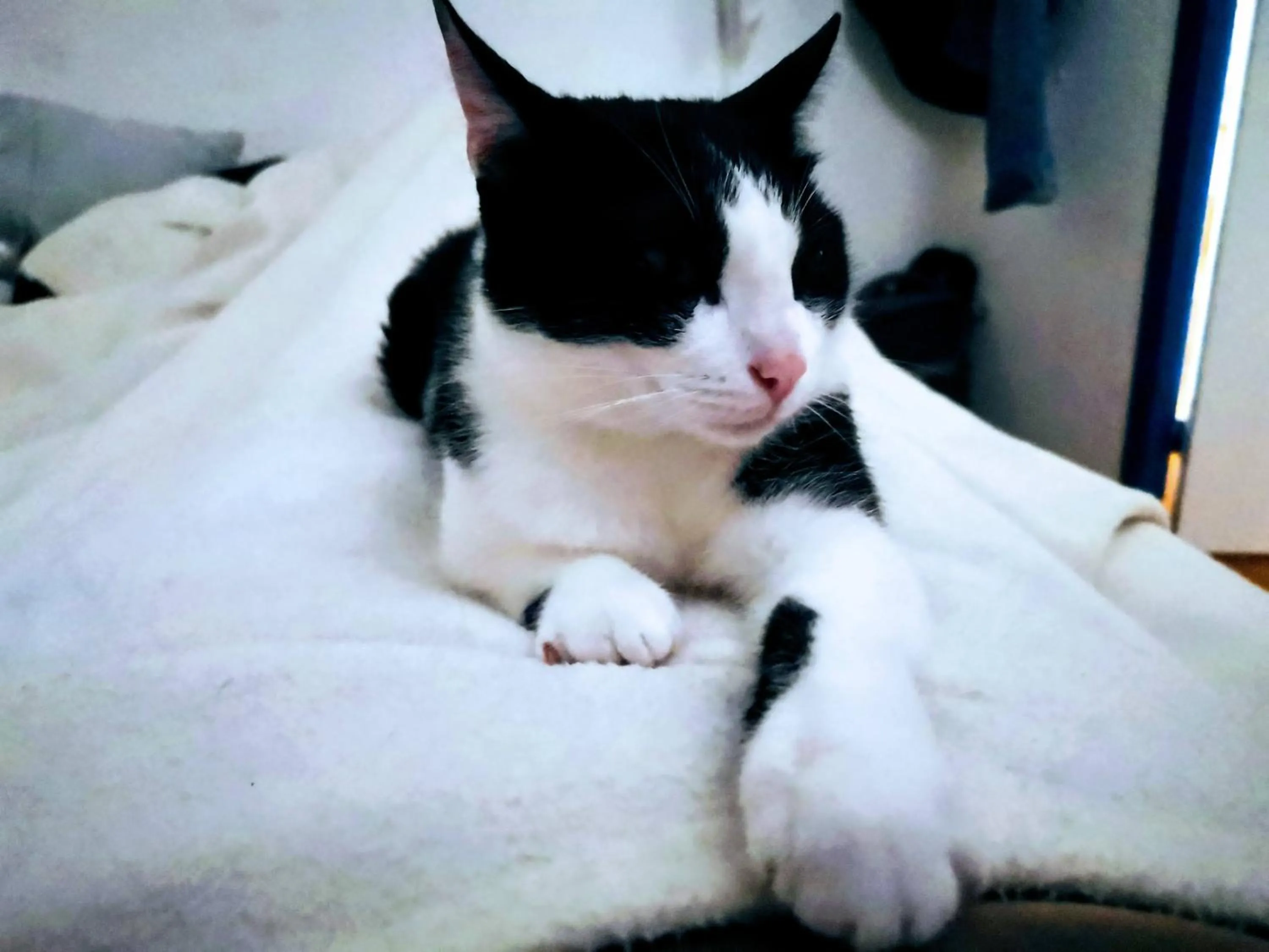 Pets in LA CENTENAIRE GRUISSAN - Maison d'Hôte