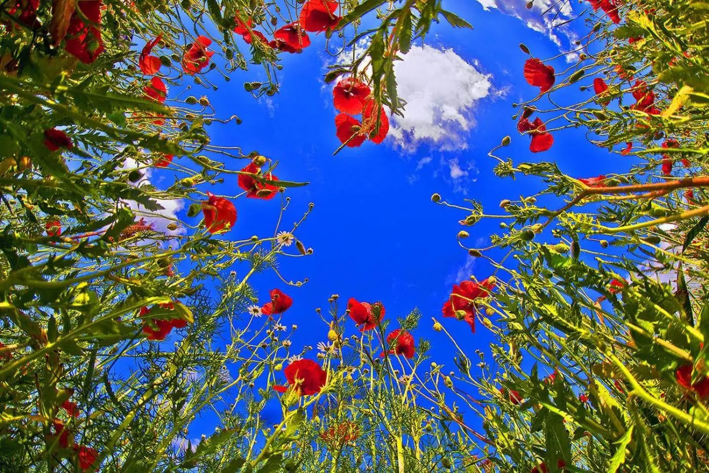 Summer in Sali Homes - GaesteHaus Lamm Obersulm