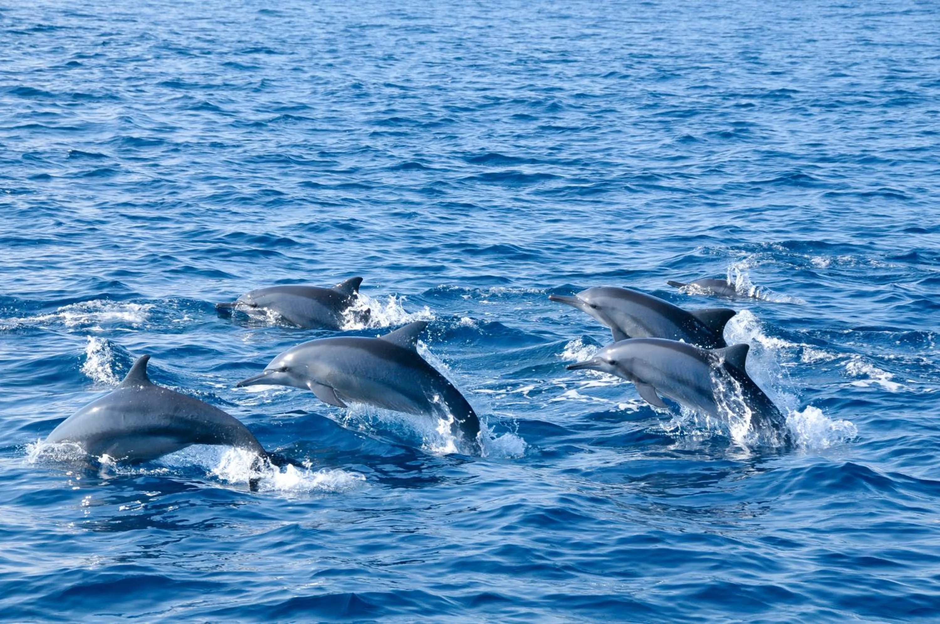 Animals in WoodyCrest