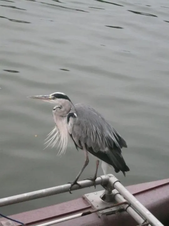 Animals in Houseboat Vliegenbos