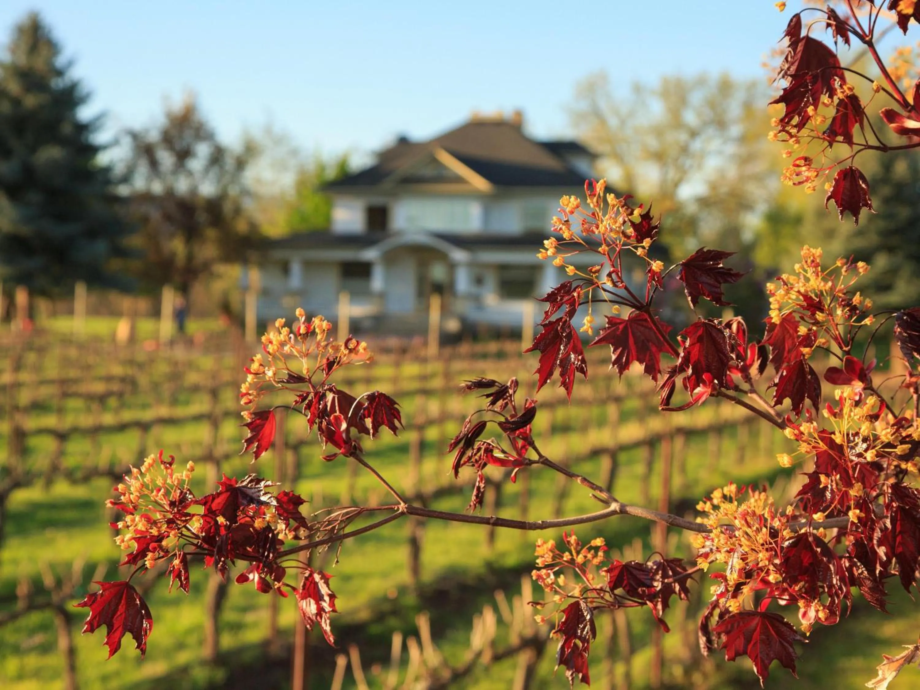 Property building in The Inn at Abeja