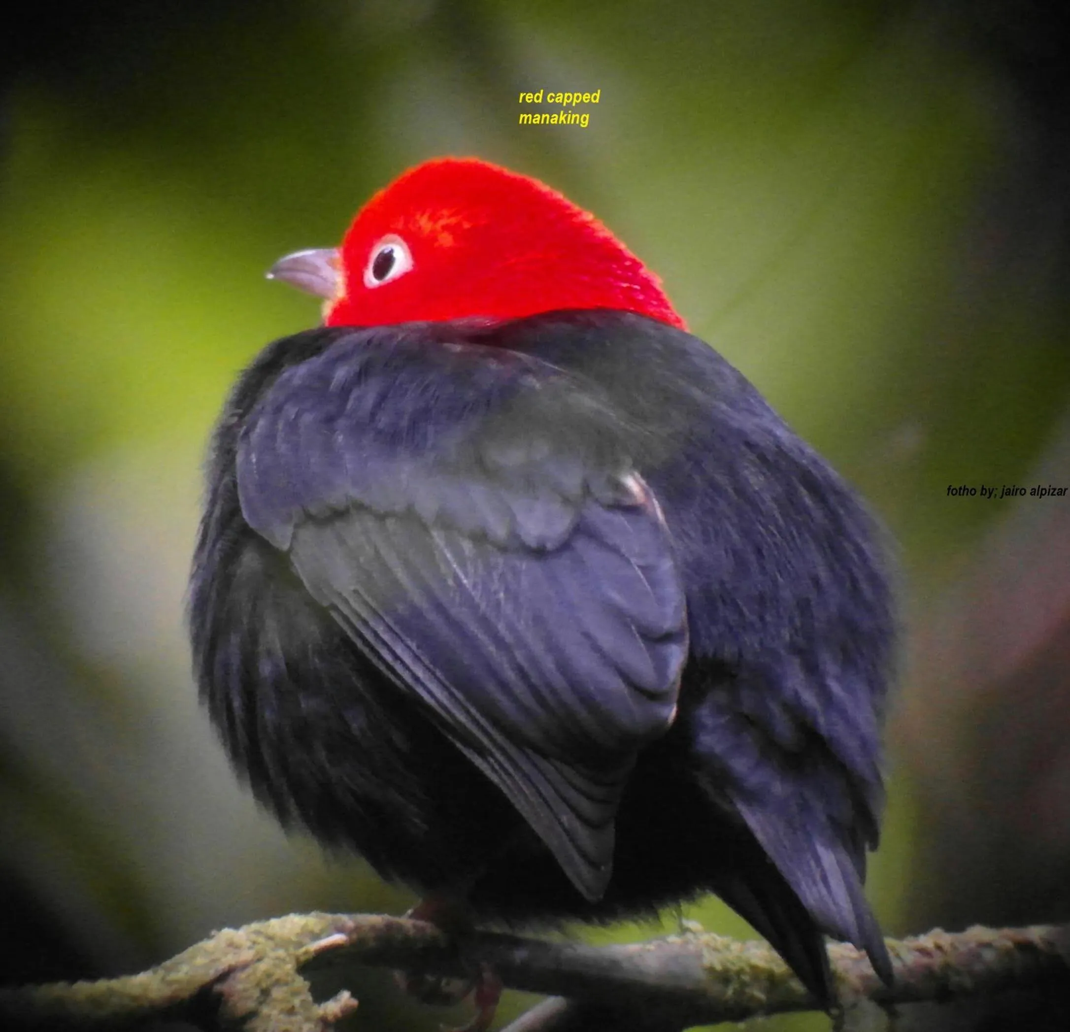 Animals in Danta Corcovado Lodge