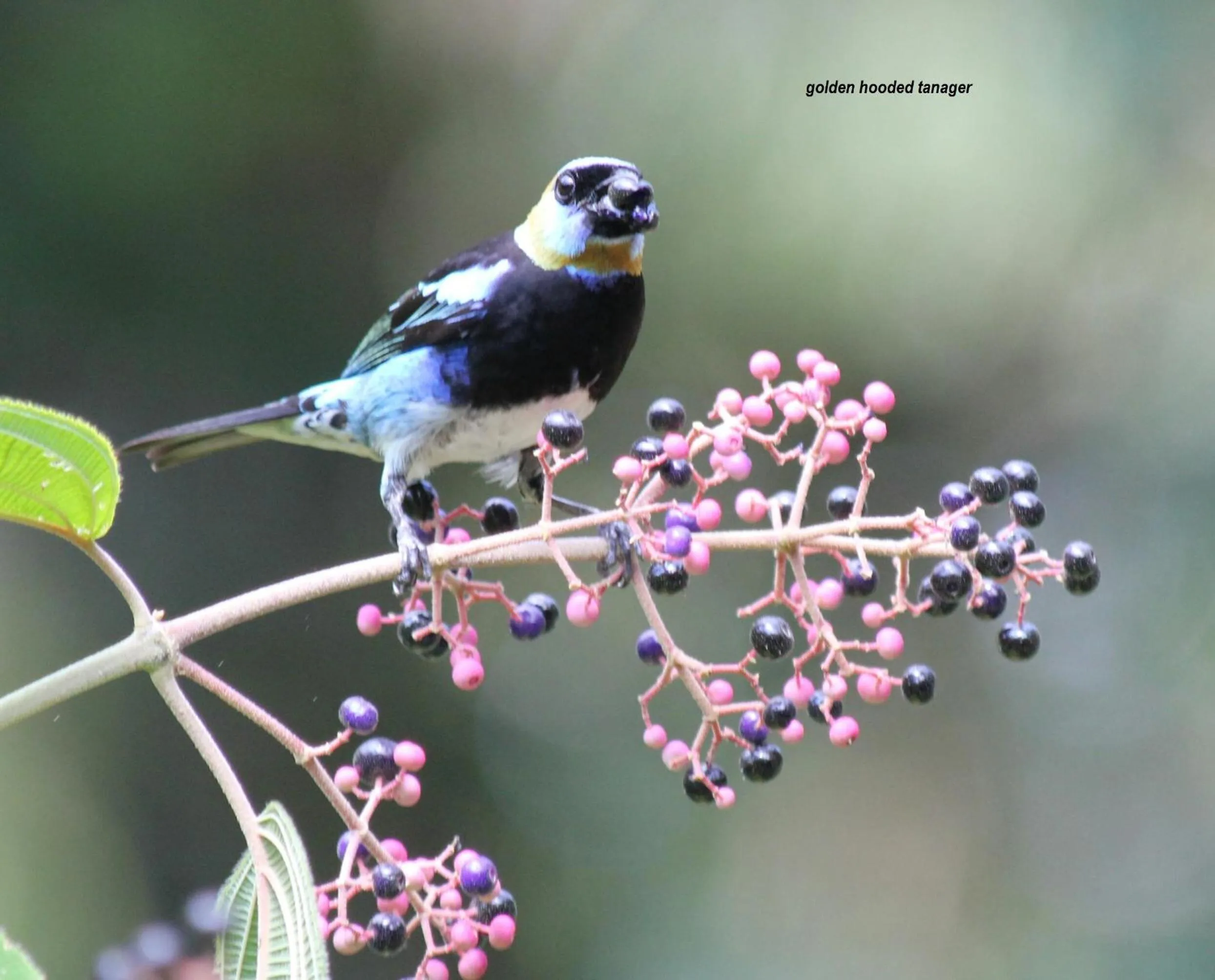 Animals in Danta Corcovado Lodge