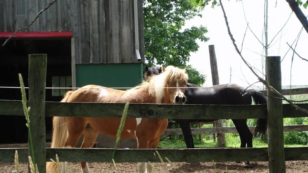 Day in Pretty River Valley Country Inn