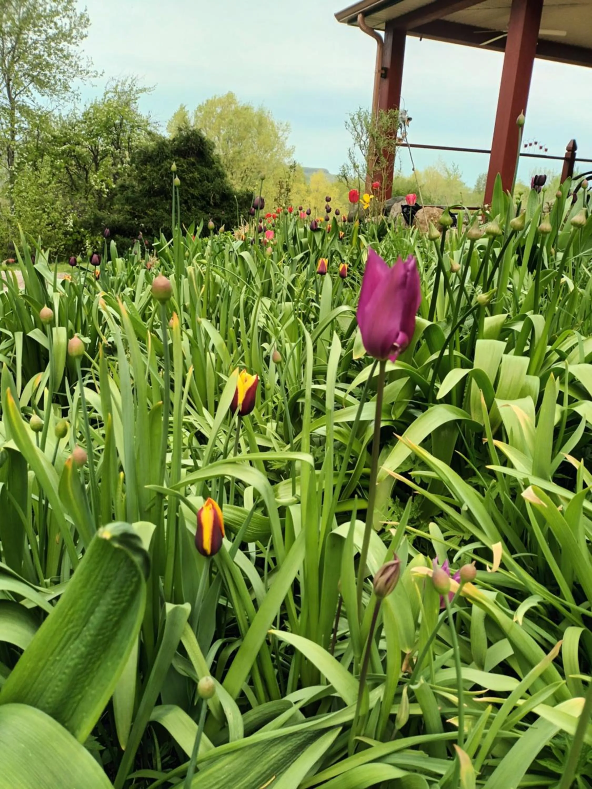 Garden in Pretty River Valley Country Inn