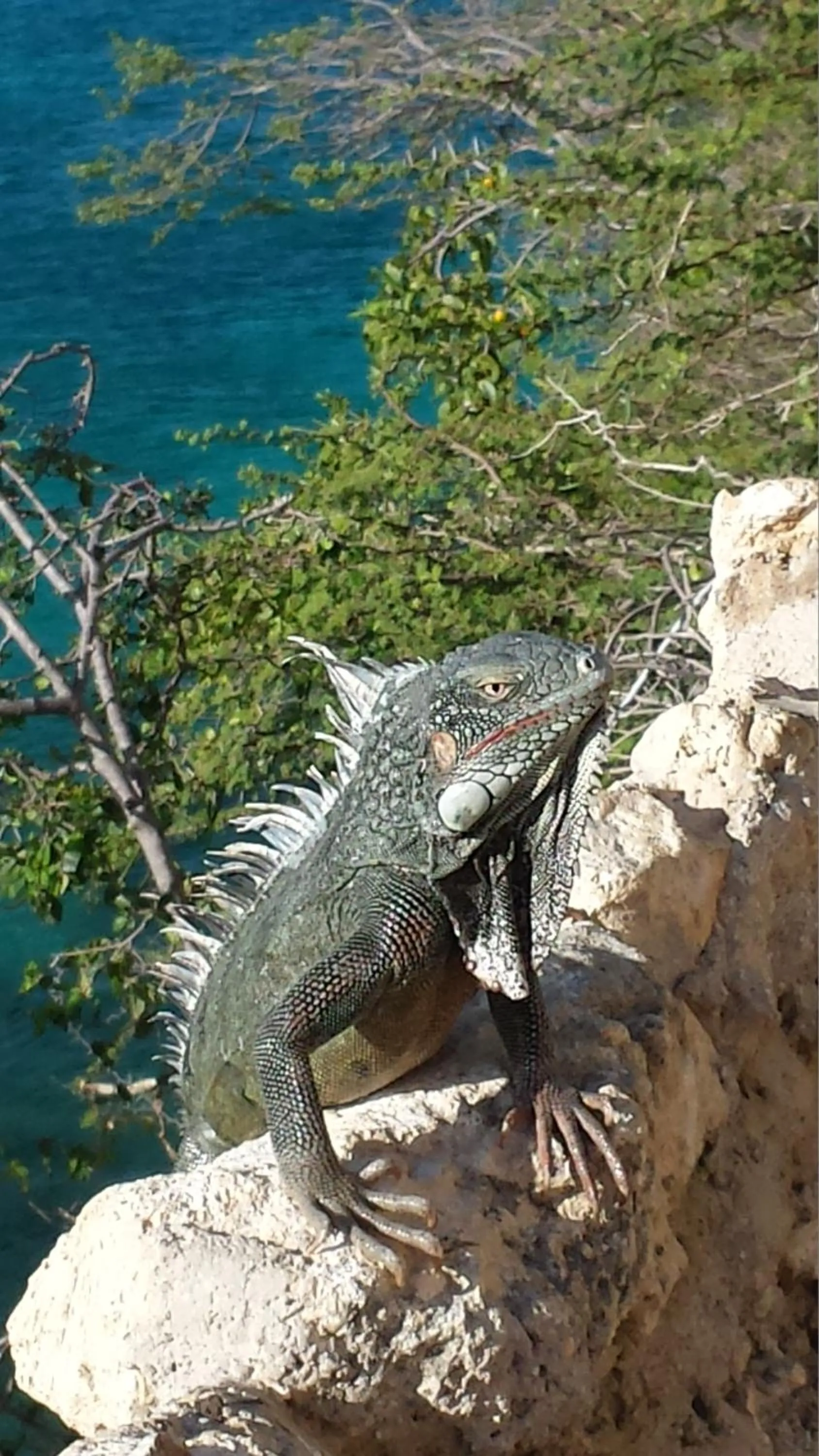 Animals in Heliemar