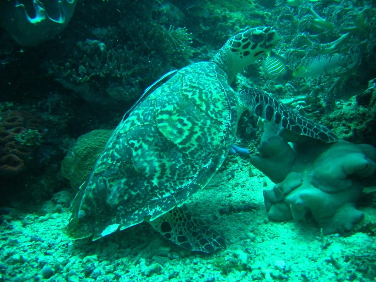 Diving in Camiguin Volcan Beach Eco Retreat & Dive Resort