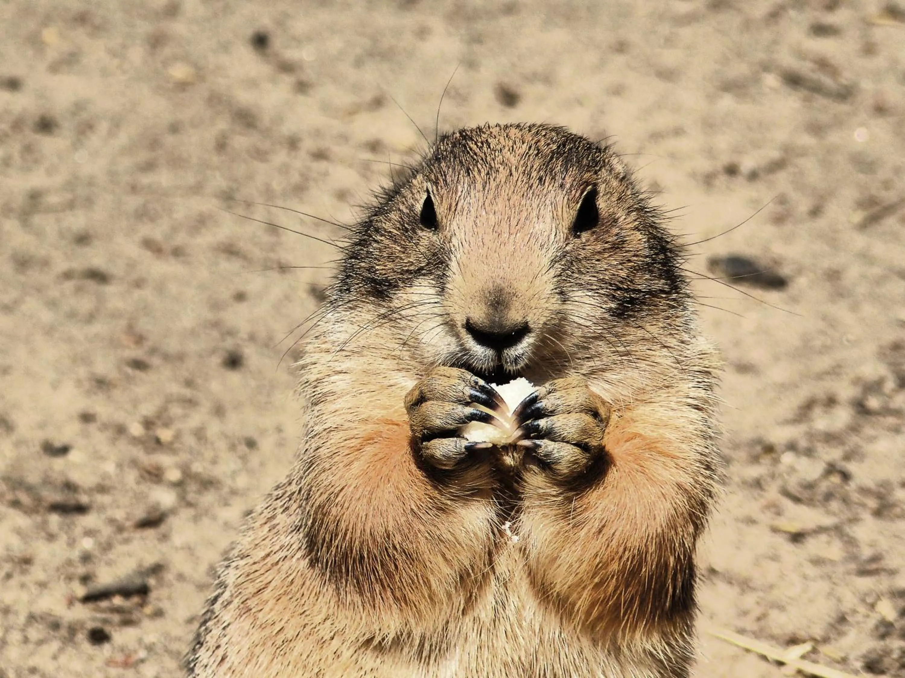 Viadrina Rooms & Apartments Frankfurt-Oder am Park im Zentrum