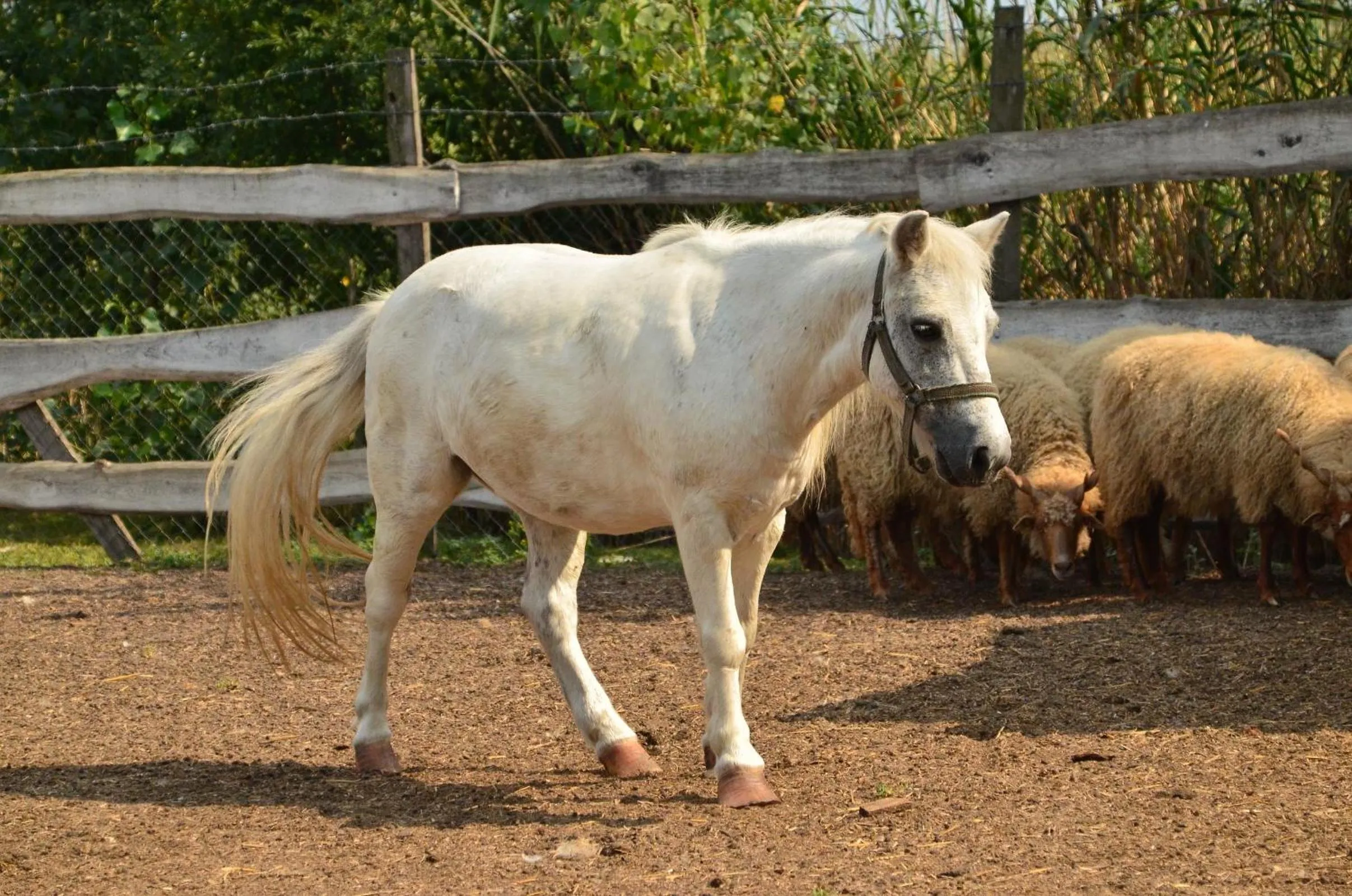 Antal-tavi Fogadó és Horgászparadicsom