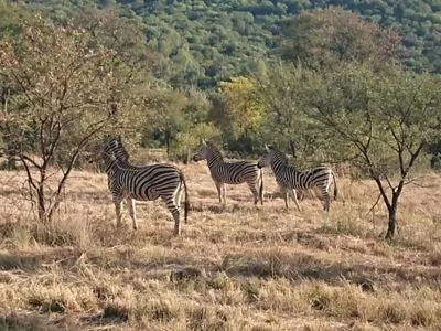 Animals in Tidimalo Lodge