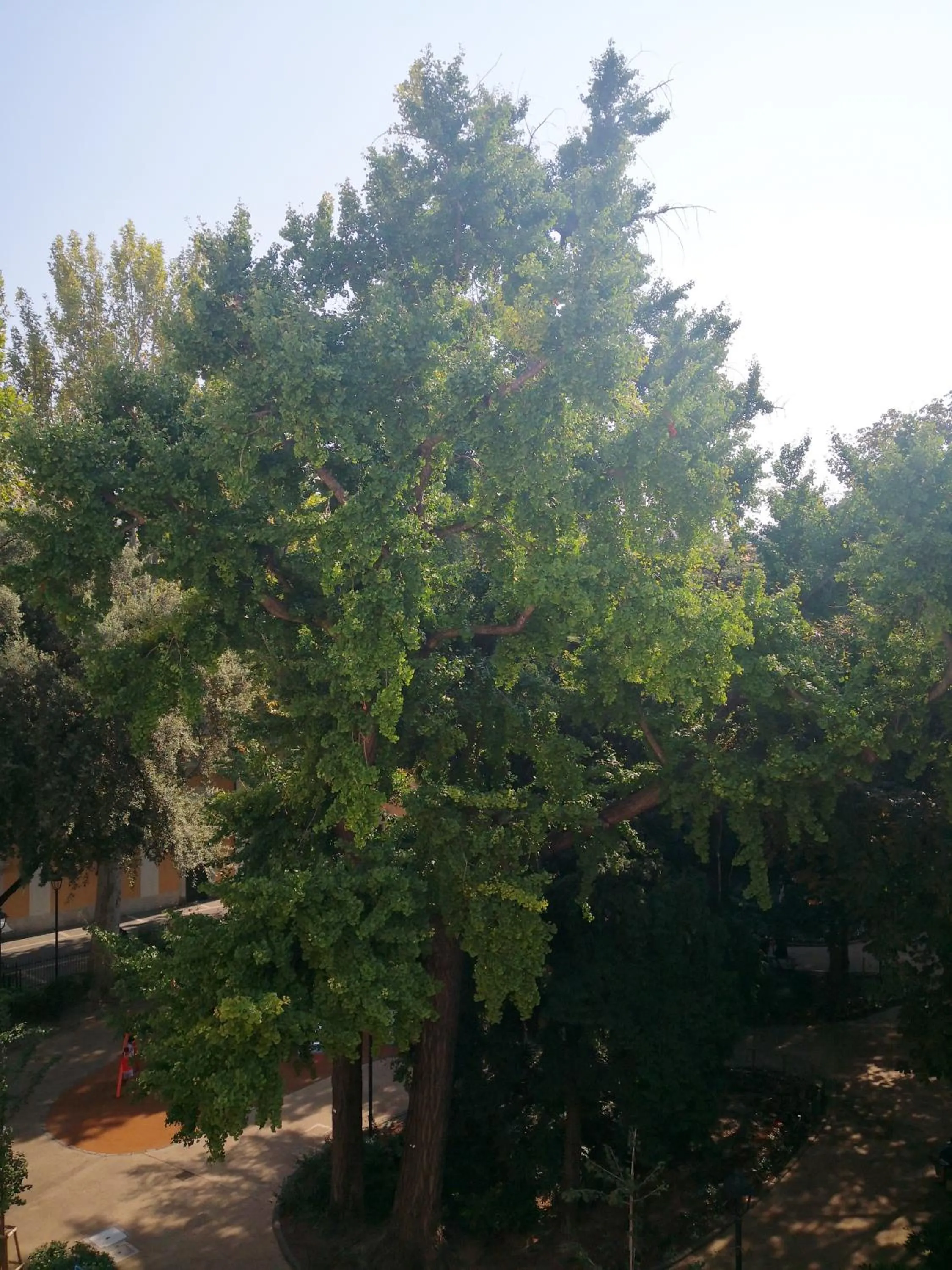 Garden in B&B Adelaide