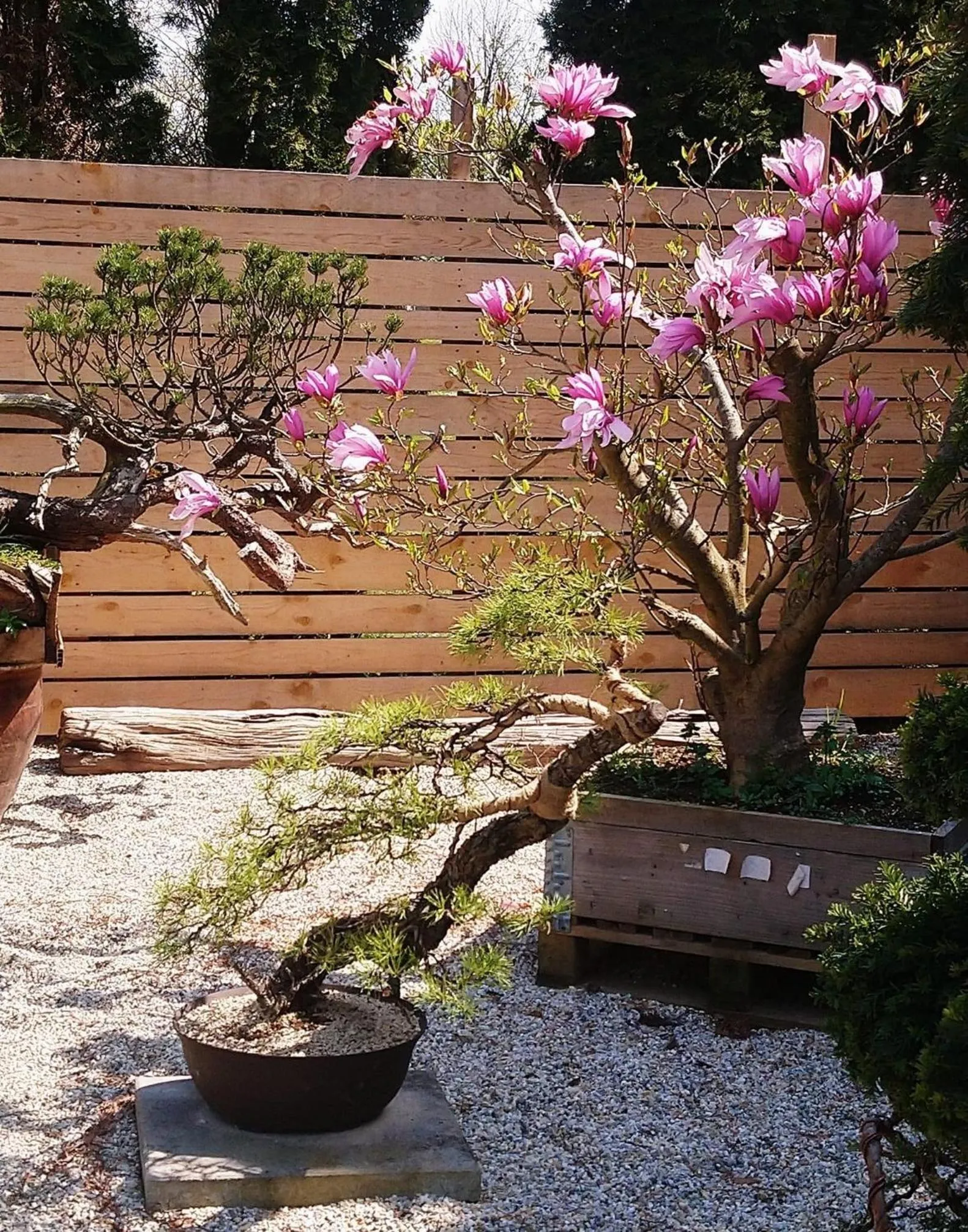 Garden in Hotel Maj Inn