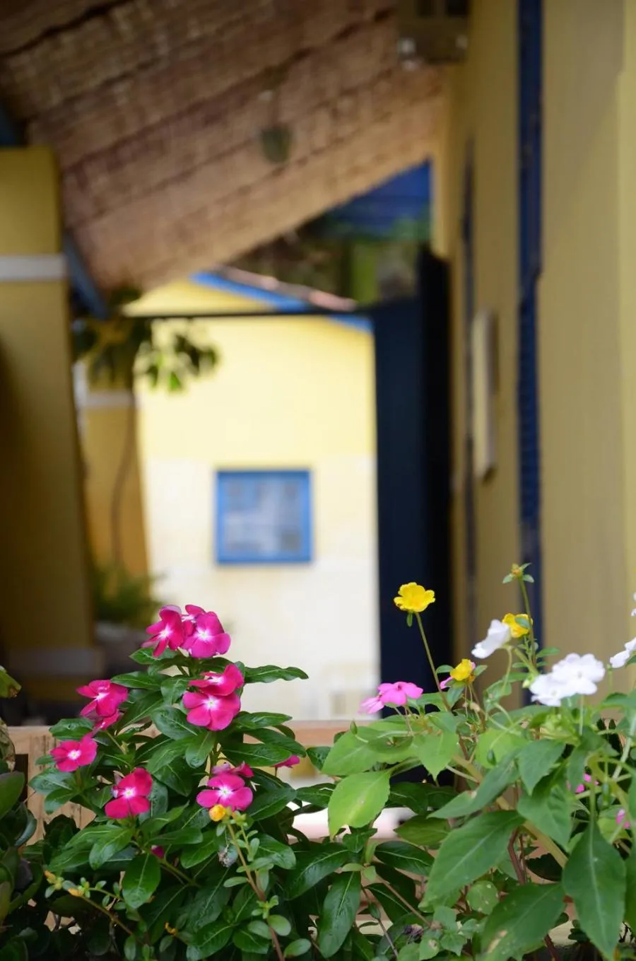 Garden in Brasileranza Hostel